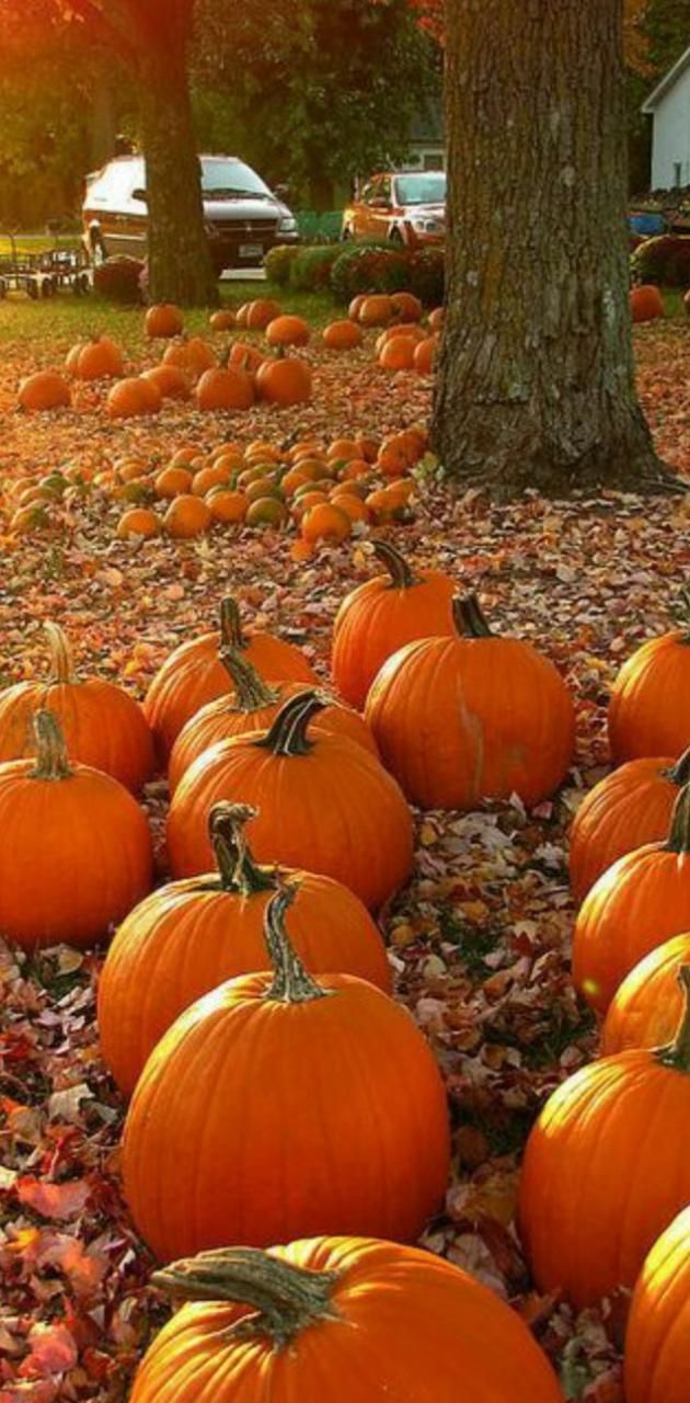 Pumpkin patch wallpaper