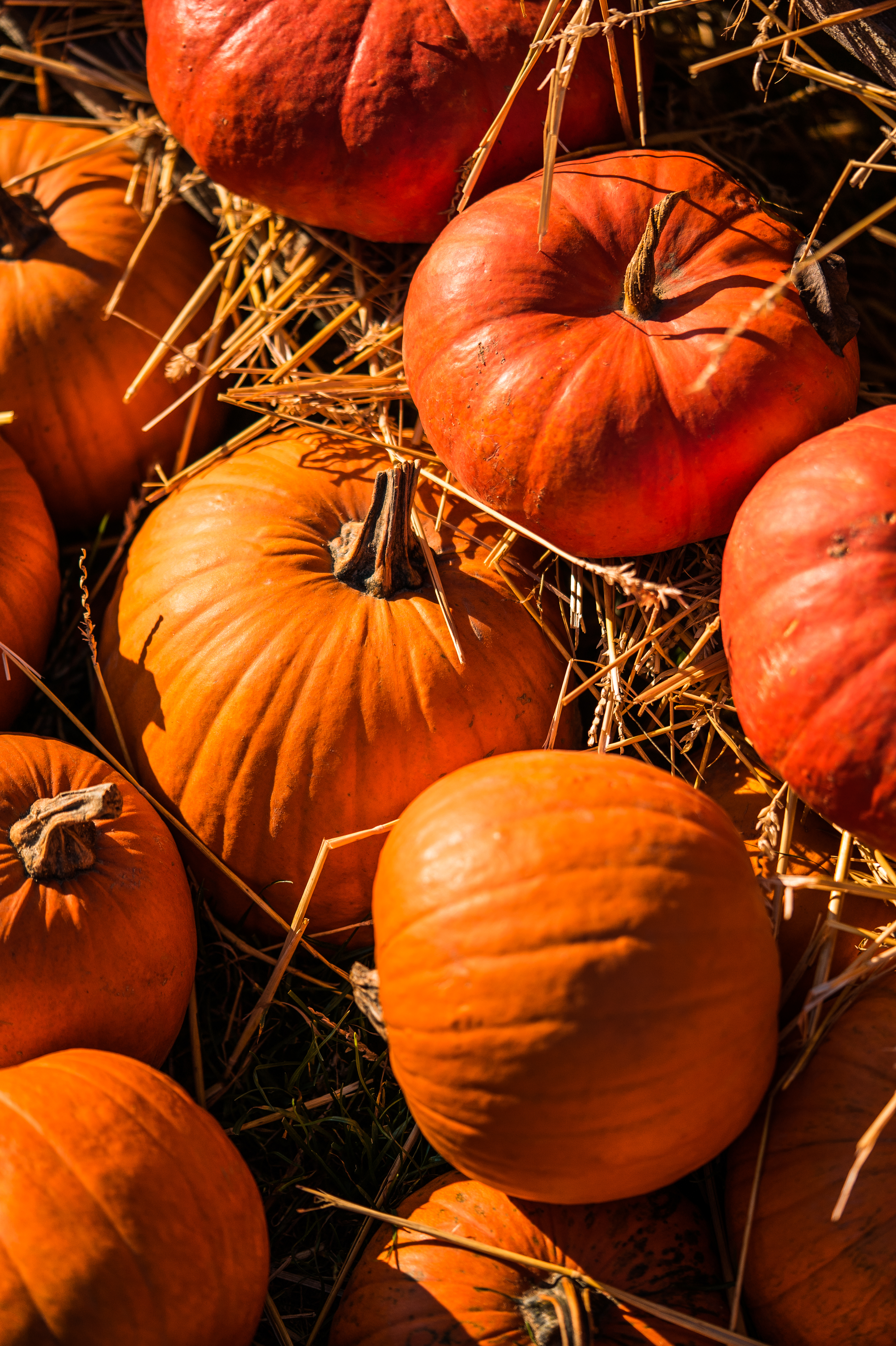 Pumpkin Patch Image. Free Image, Background and Wallpaper