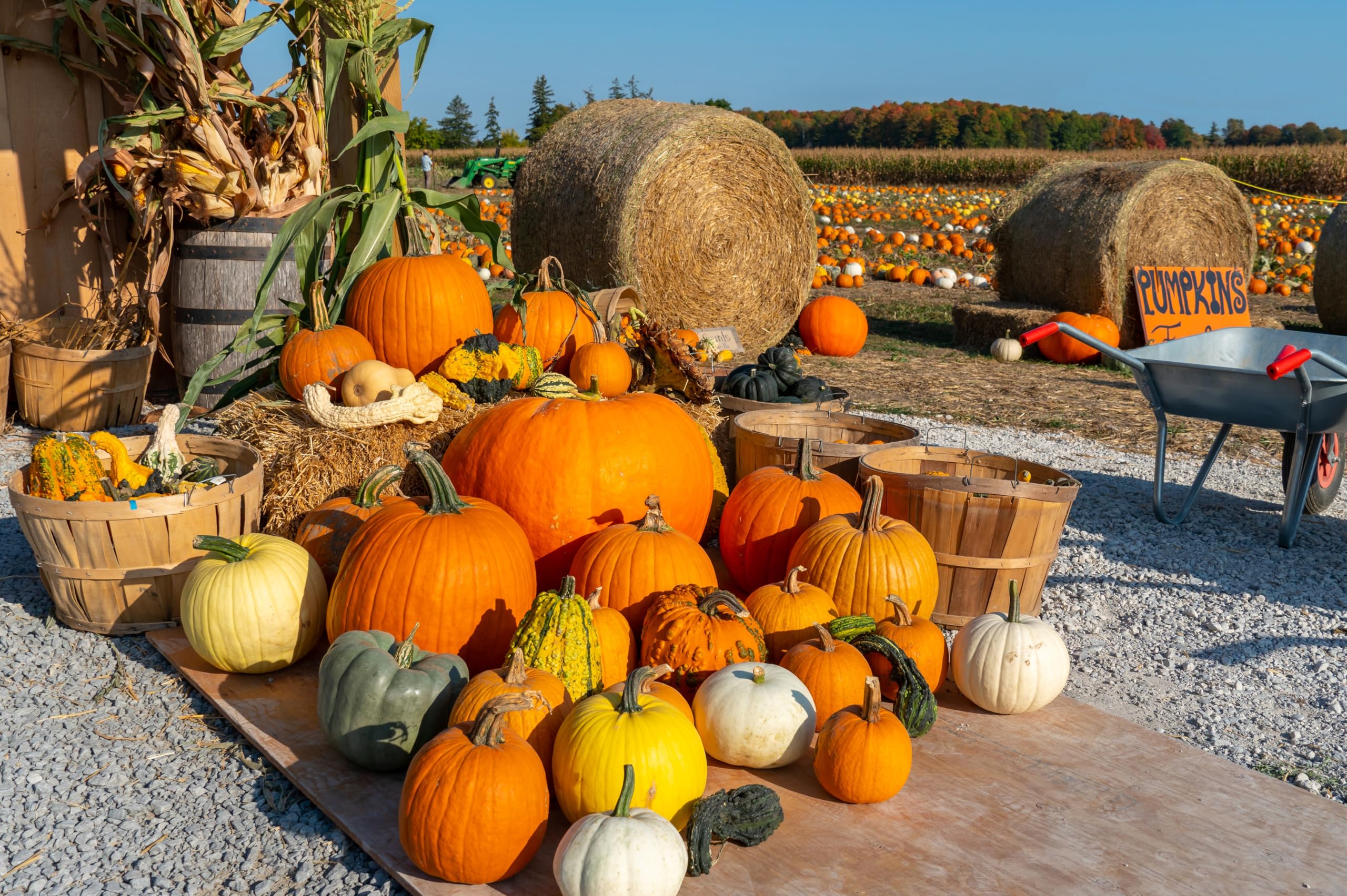 Amazon.com, CHNYWORK 8x6ft Pumpkins Backdrop Haystack Pumpkin Patch Farm Colorful Autumn Harvest Blue Sky Scenery Background Fall Thanksgiving Theme Birthday Baby Shower Party Decor Booth Studio Props