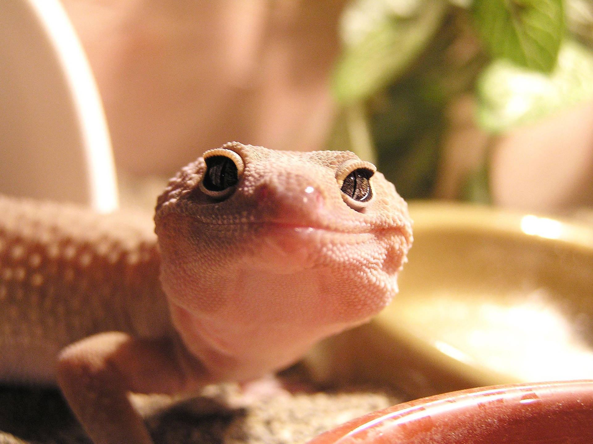 Download A Lizard In A Bowl Wallpaper