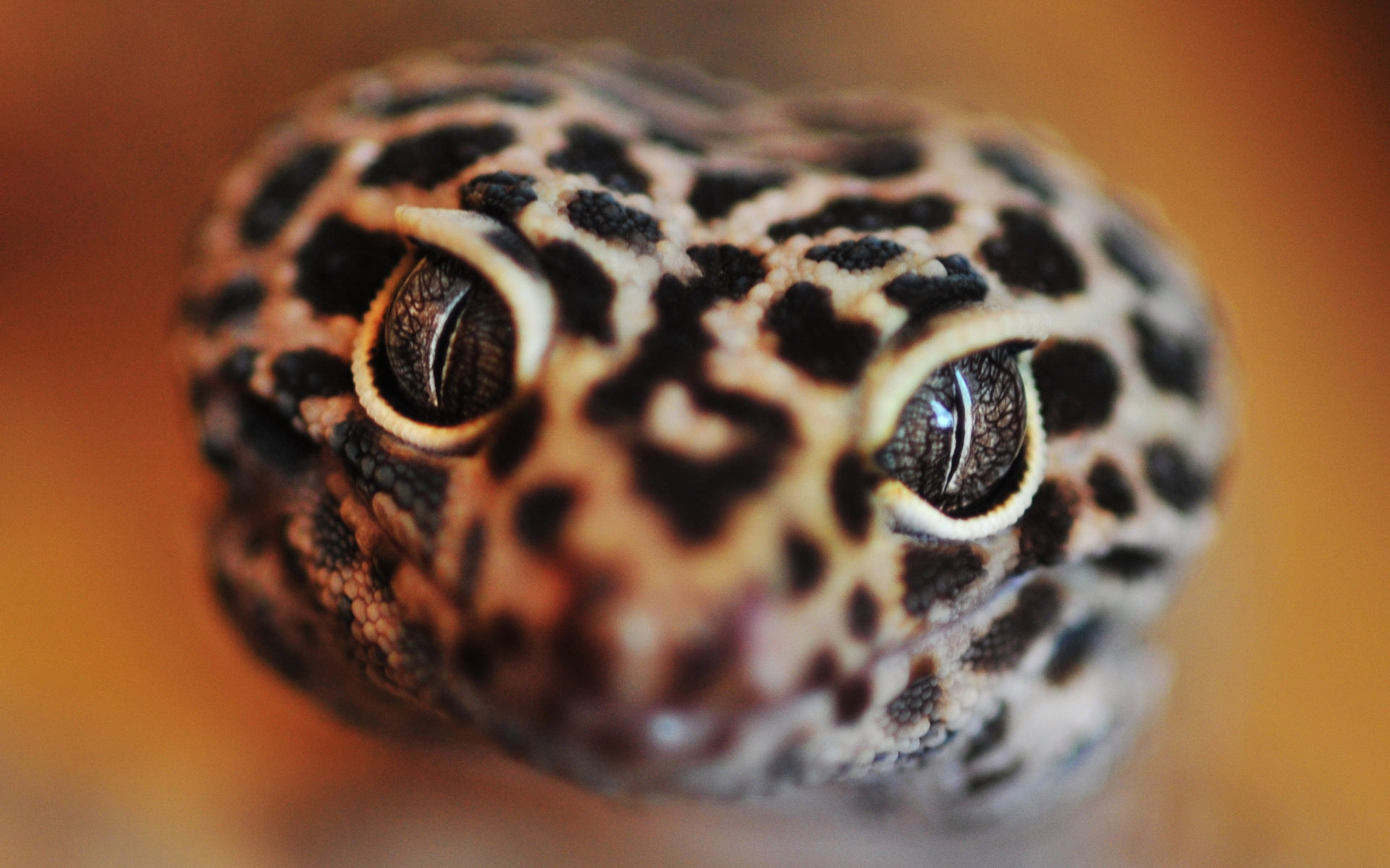 Majestic Gecko Close Up HD Wallpaper: Nature's Tiny Marvel