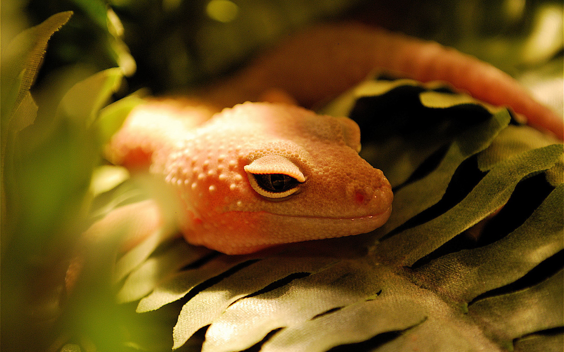 Download Animal Gecko HD Wallpaper