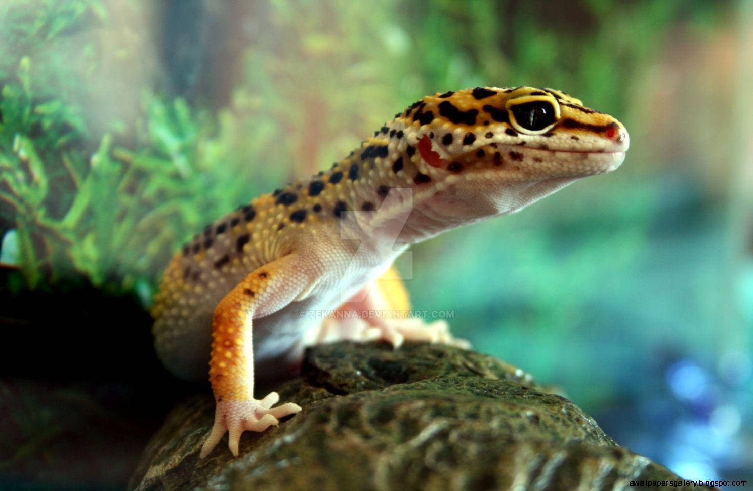 Download Baby Leopard Gecko On Aquarium Wallpaper