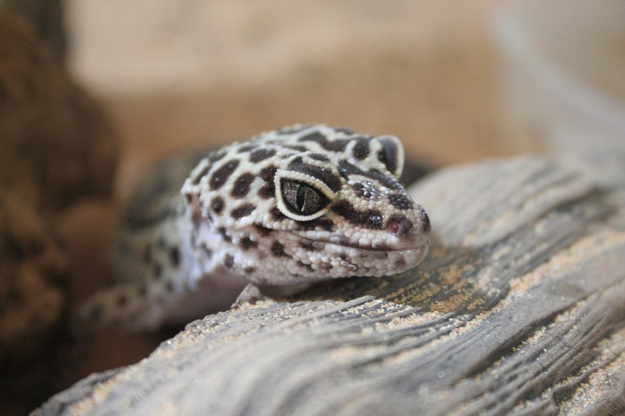 Gecko Leopard Geckos Tokay