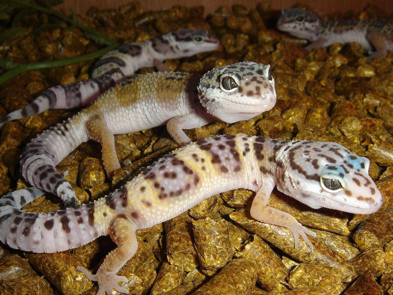 Download Group Of Baby Leopard Gecko Wallpaper