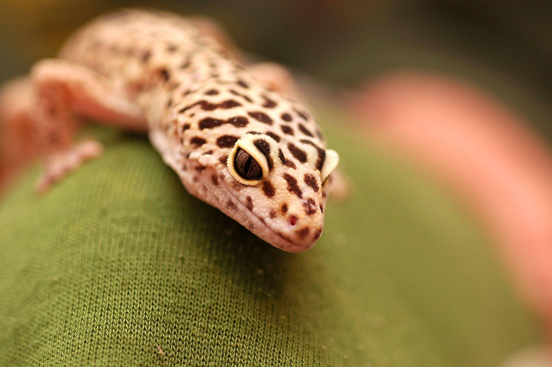 Download Leopard Gecko Rest And Smile Wallpaper