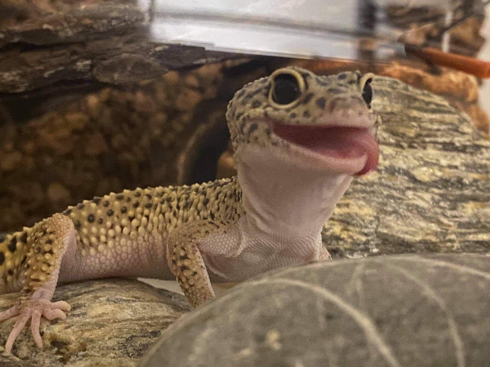Post Your Cutest Coolest Gecko Pics