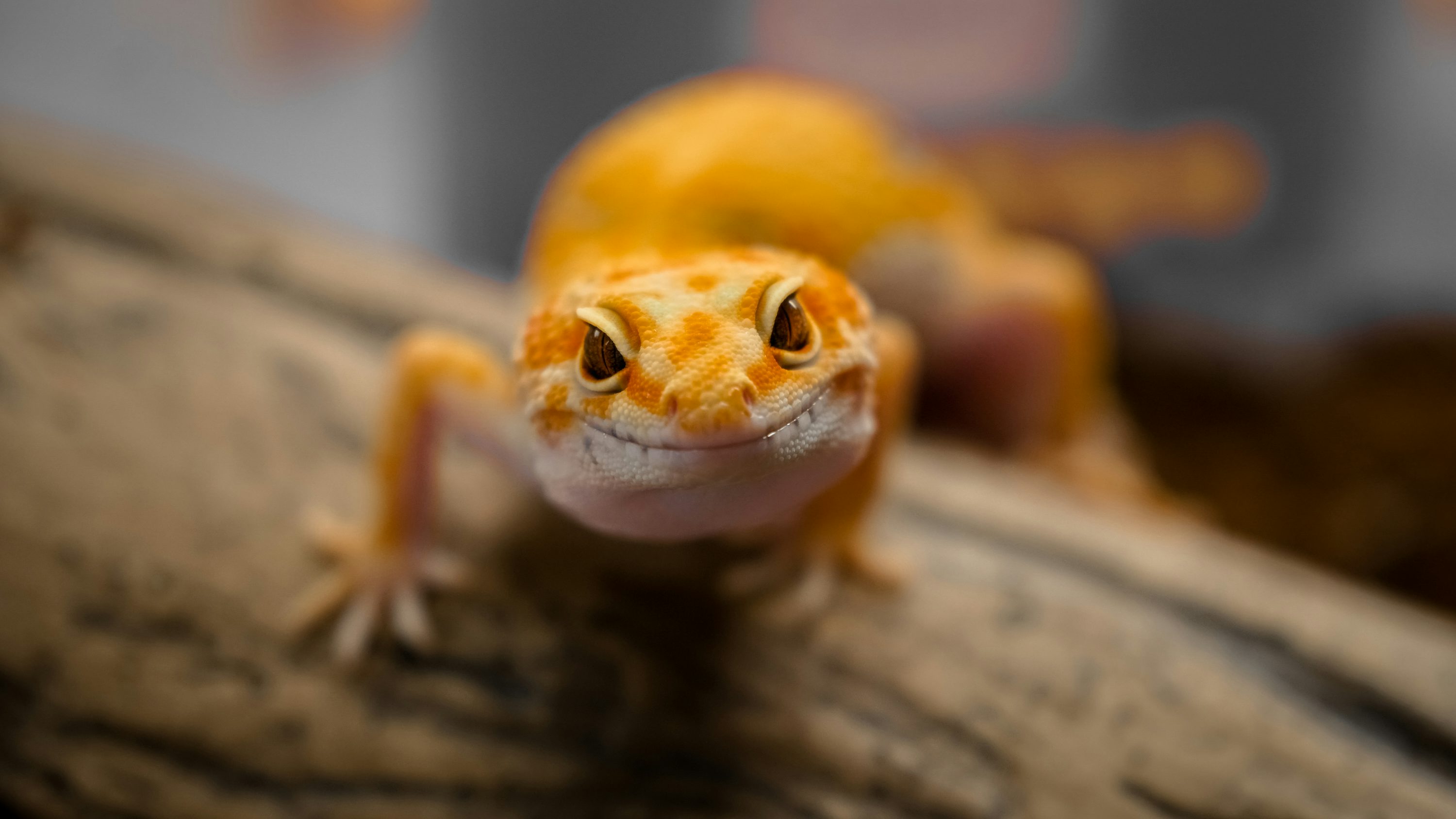 Gecko Picture. Download Free Image