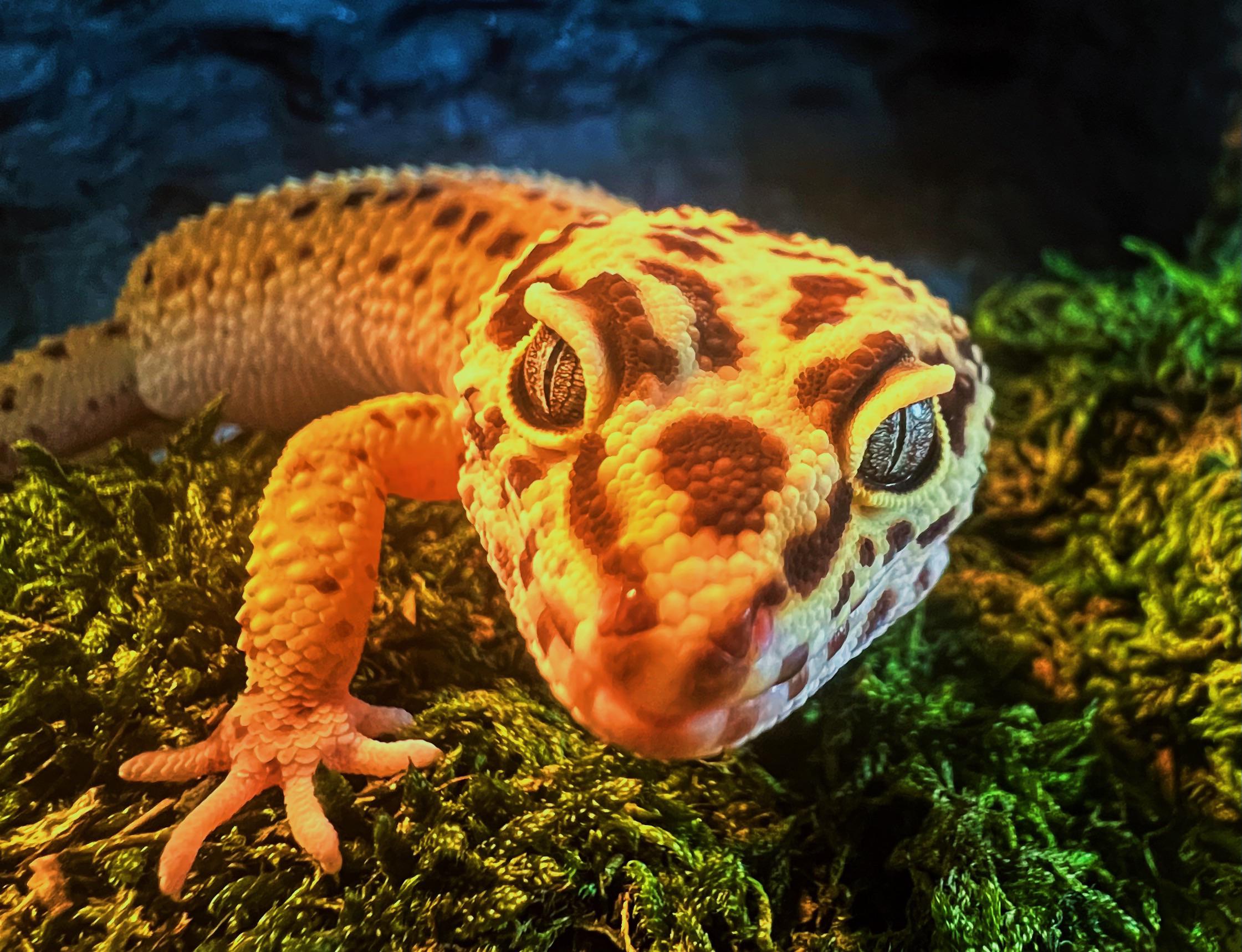 My entire sense of humor is taking terrible close up picture of my gecko's face (part ?/?)