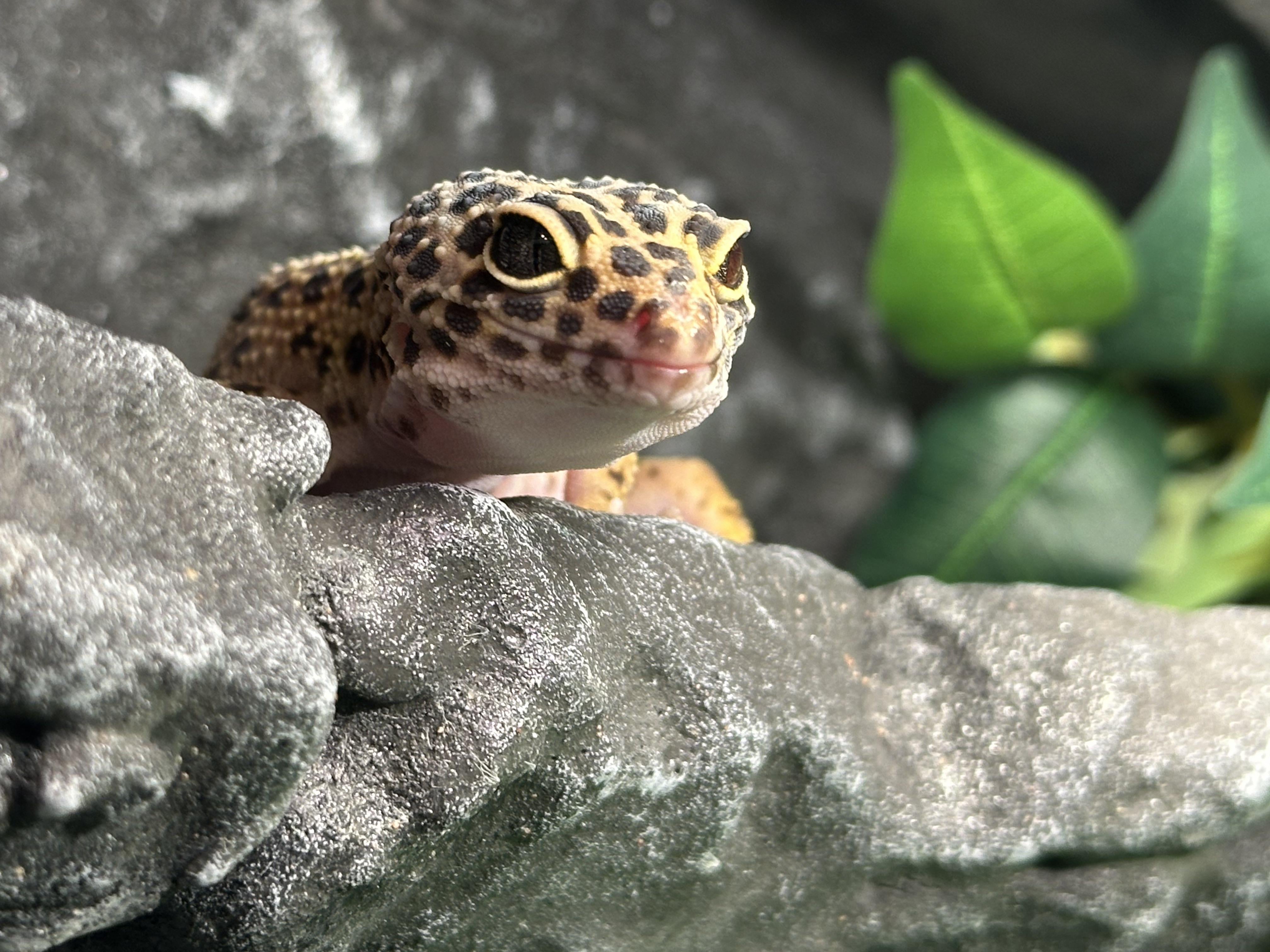 Convinced leopard geckos are the cutest animals to ever exist
