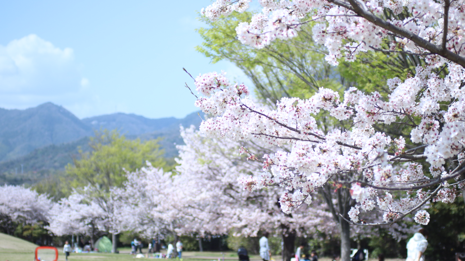 Experience the Timeless Beauty of Cherry Blossoms in Hatsukaichi: A Springtime Celebration. HERE Hatsukaichi experience relax eat