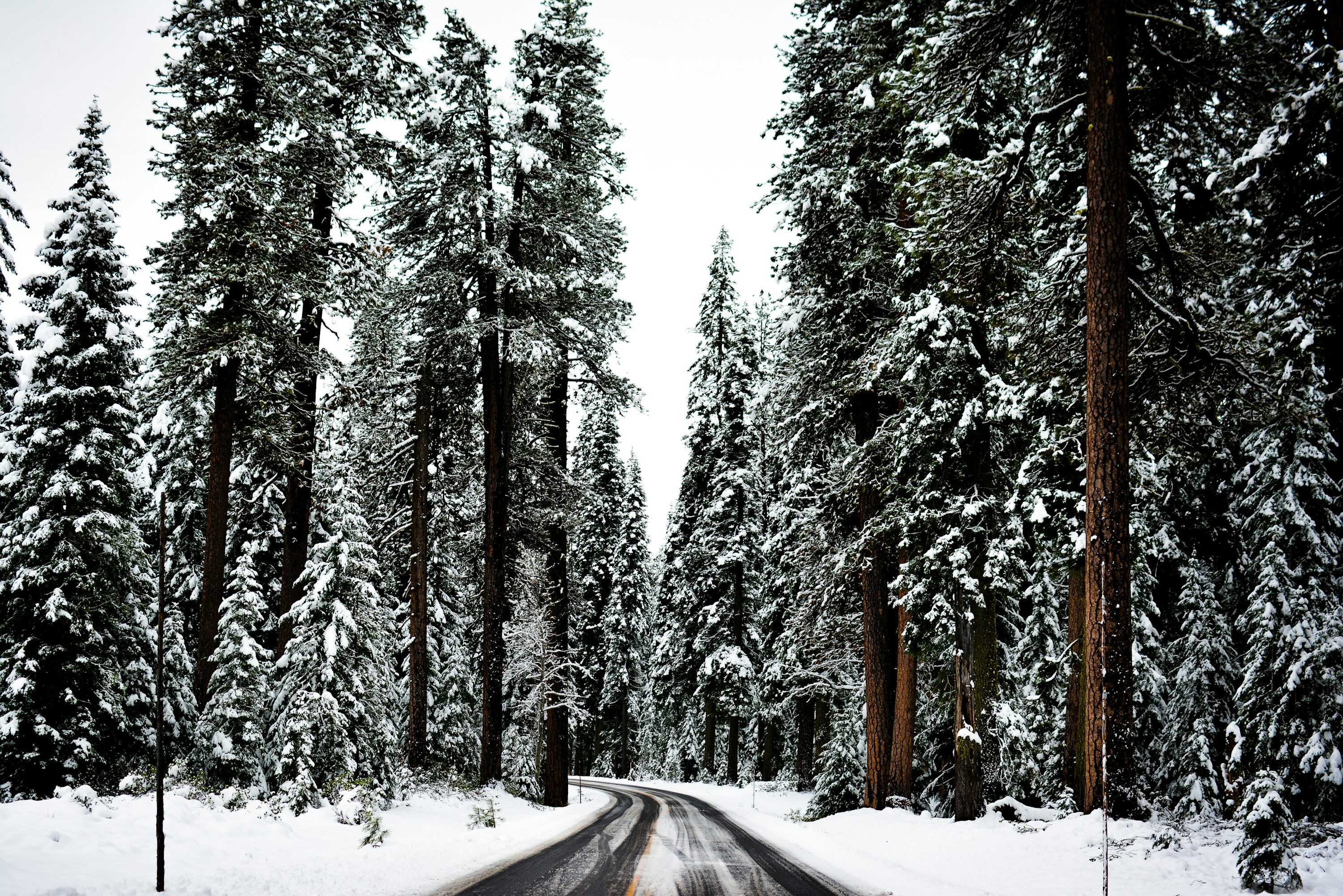 Winter Wallpaper: Free HD Download [4K]