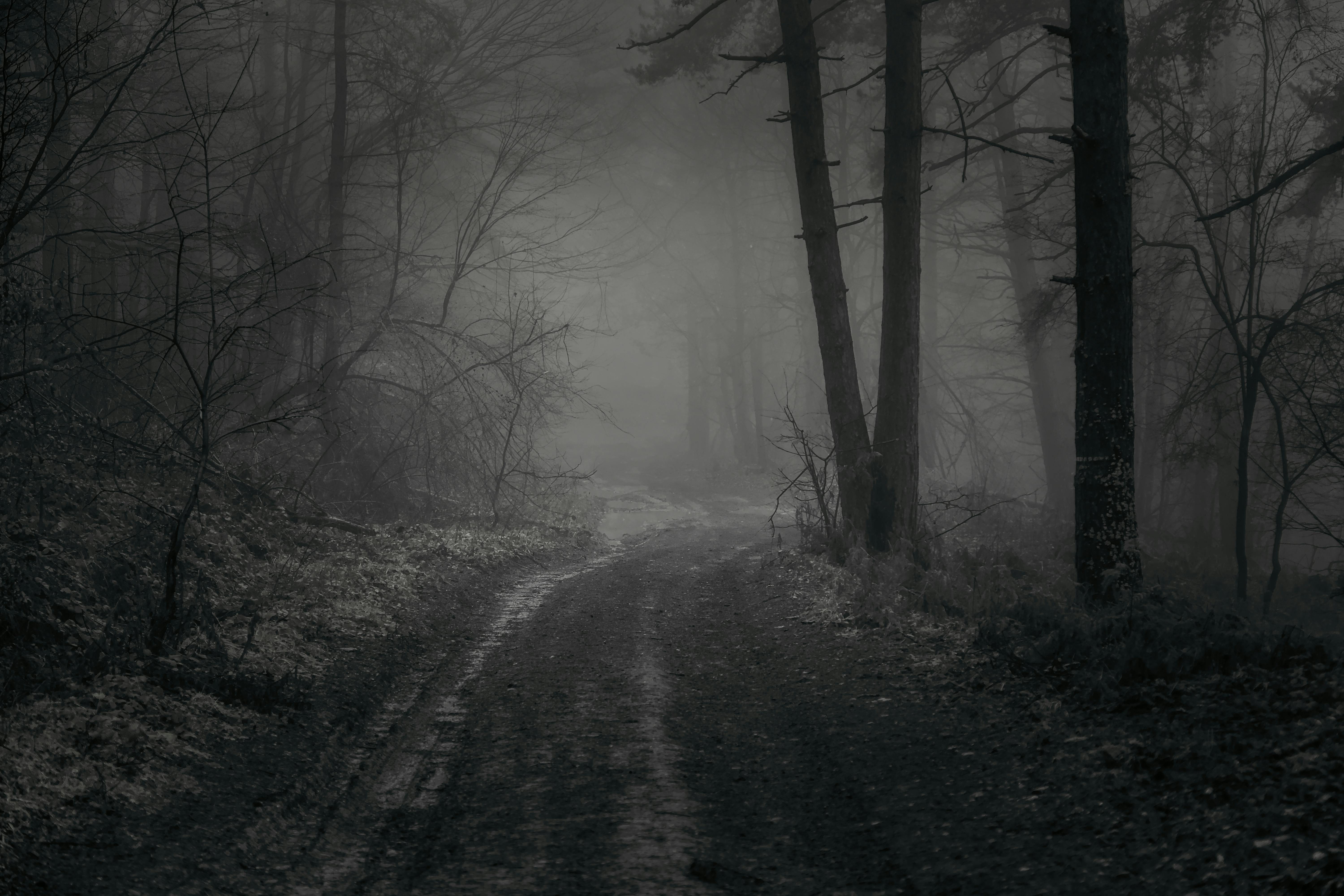 Fog in Forest in Winter · Free