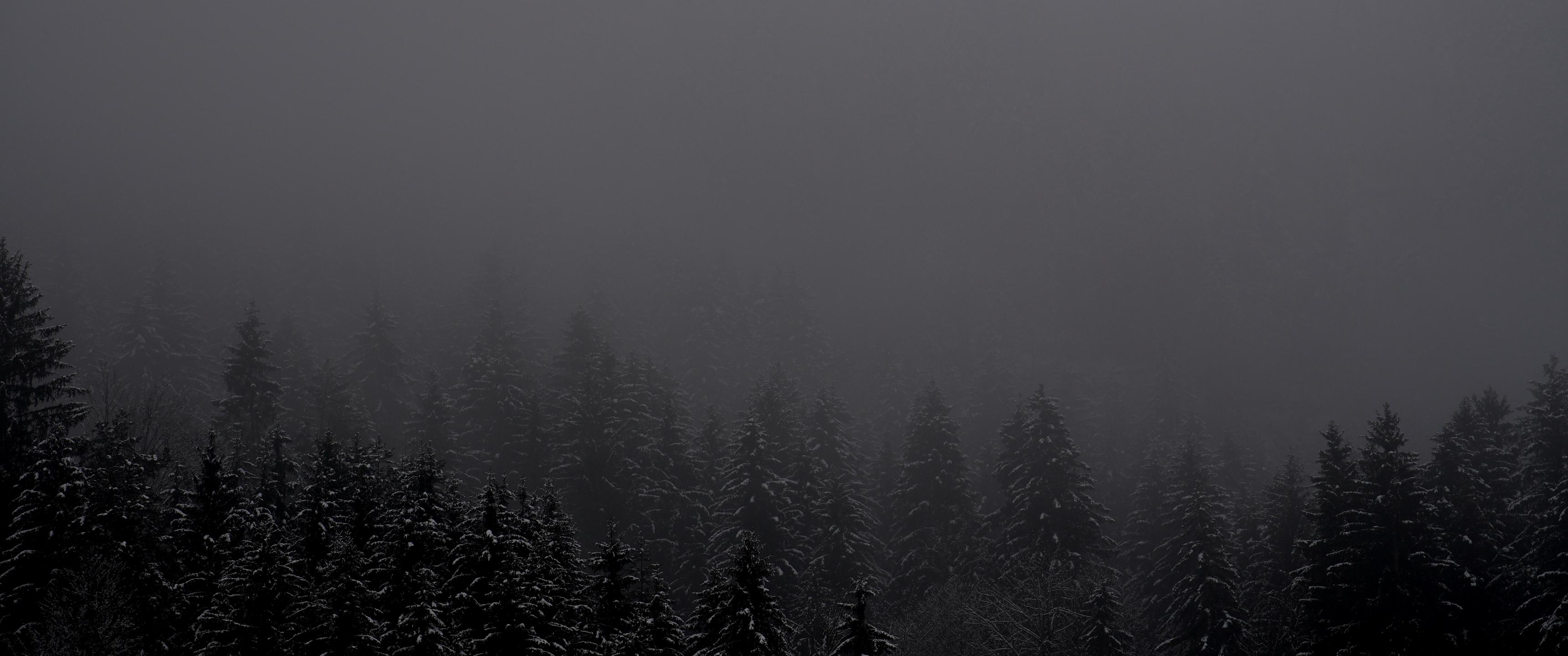 Foggy Forest [3440x1440]