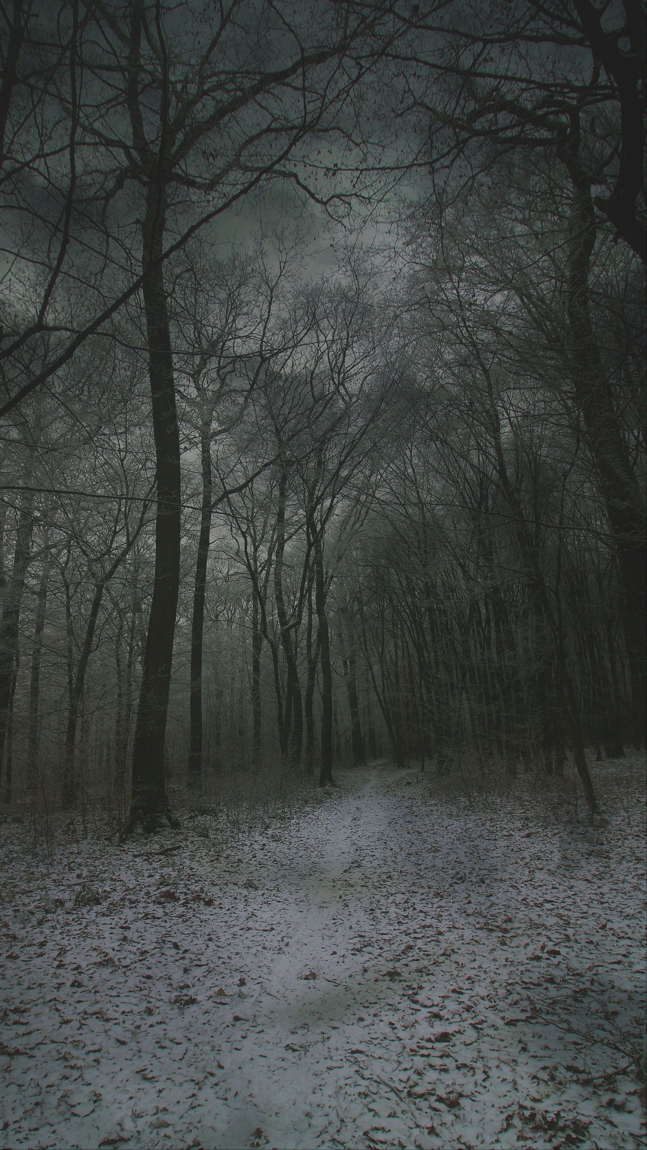 Download wallpaper 2160x3840 fog, forest, path, snow, autumn, winter samsung galaxy s4, s5, note, sony xperia z, z1, z2, z3, htc one, lenovo vibe HD background