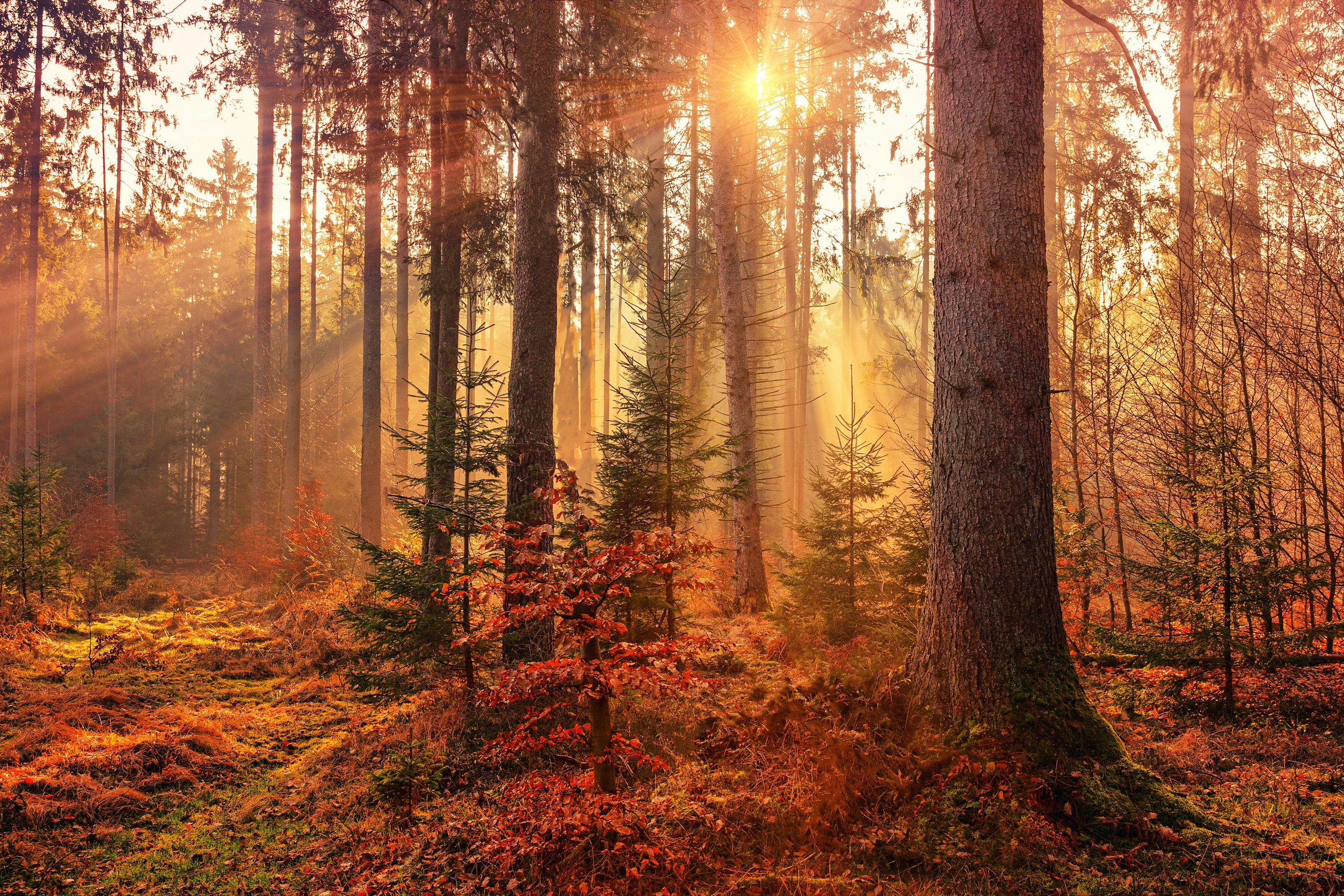 Autumn Forest Picture. Download Free Image