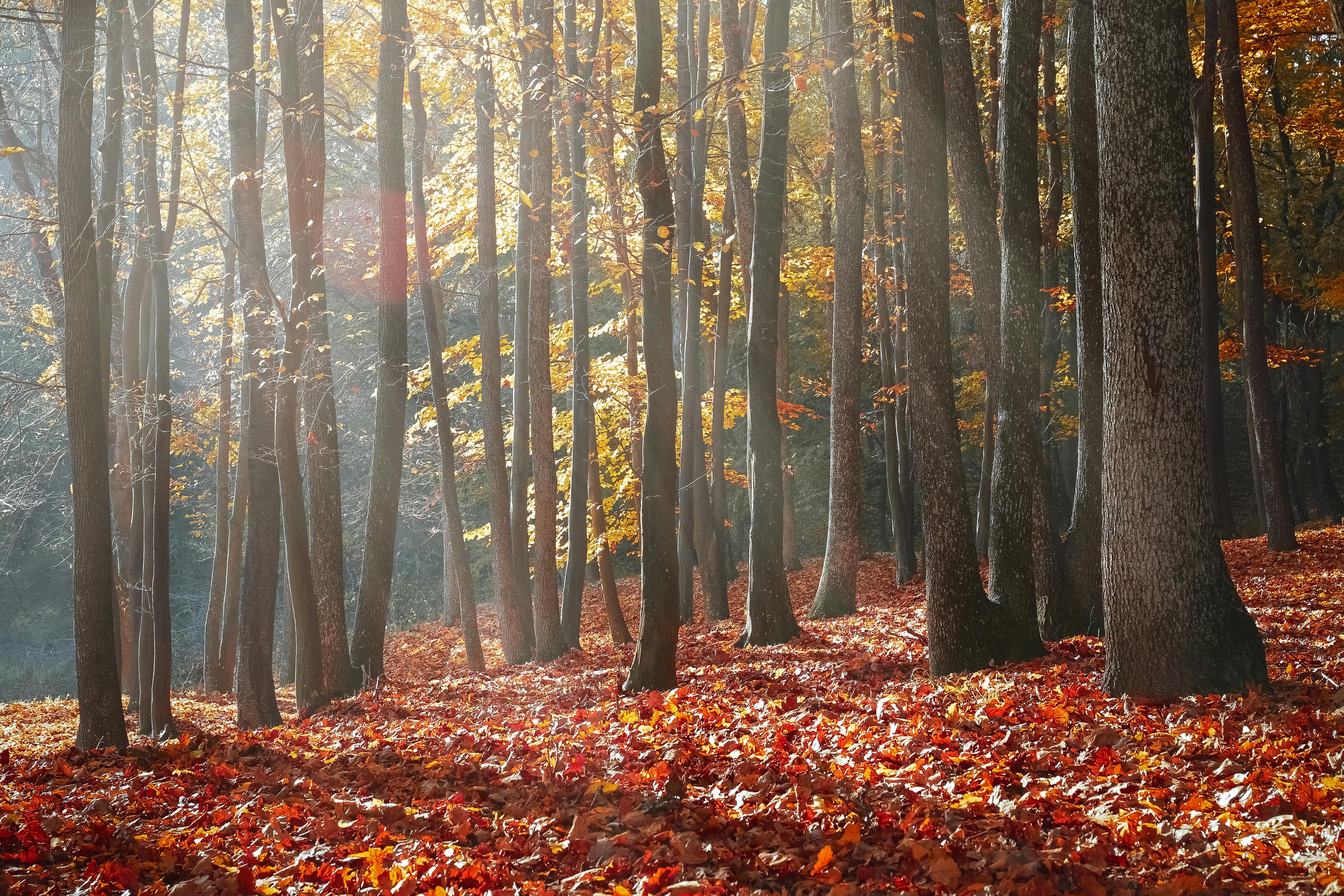 Landscape Photography of Forest during Autumn Season · Free