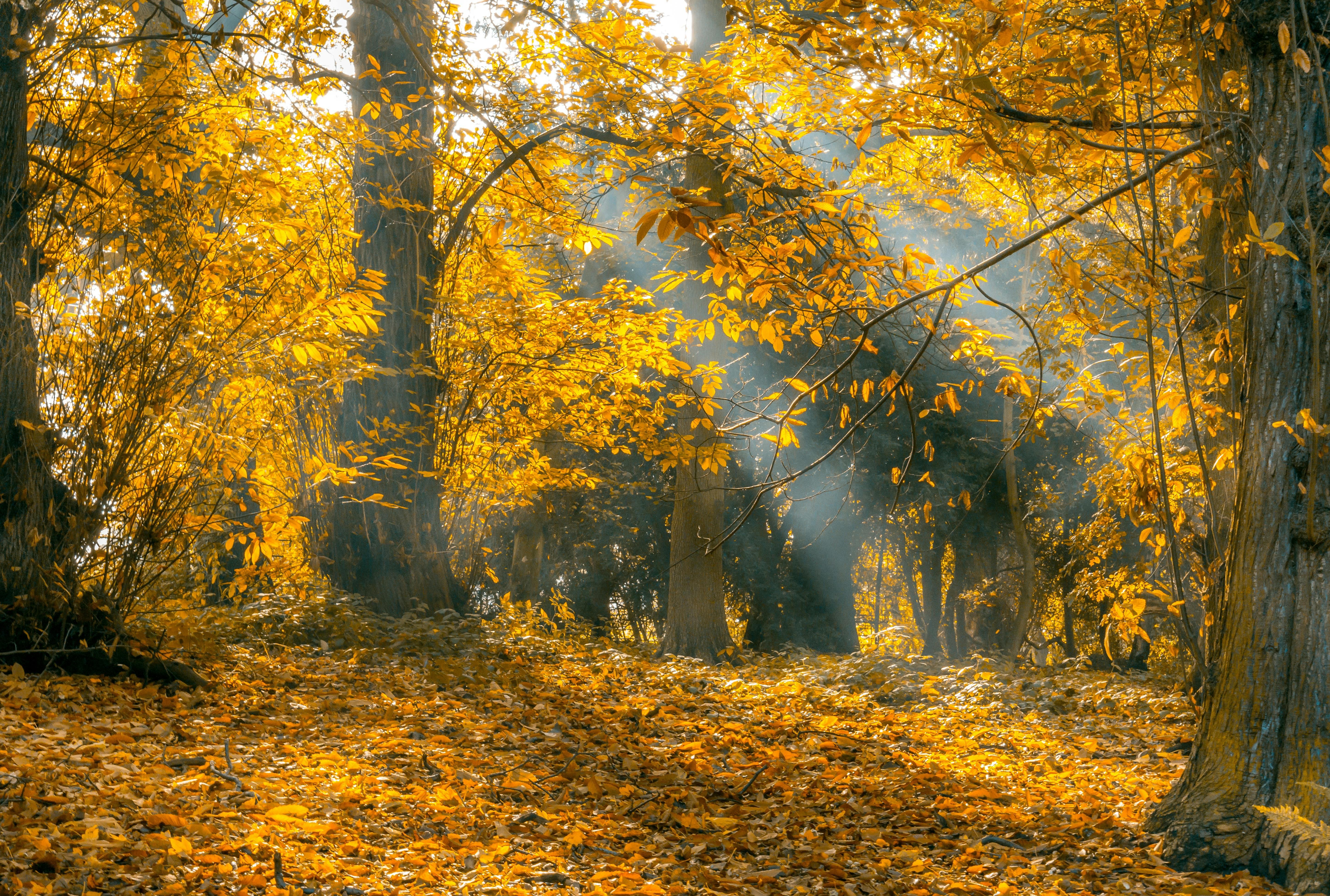 Autumn Forest Photo, Download The BEST Free Autumn Forest & HD Image
