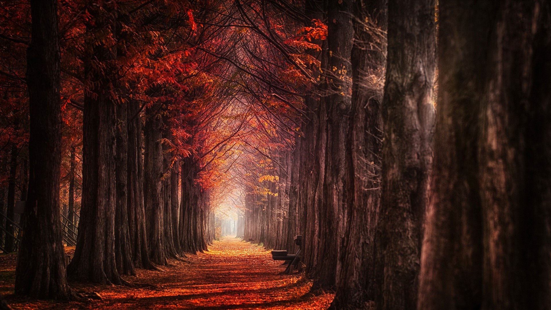 Autumn Forest Path