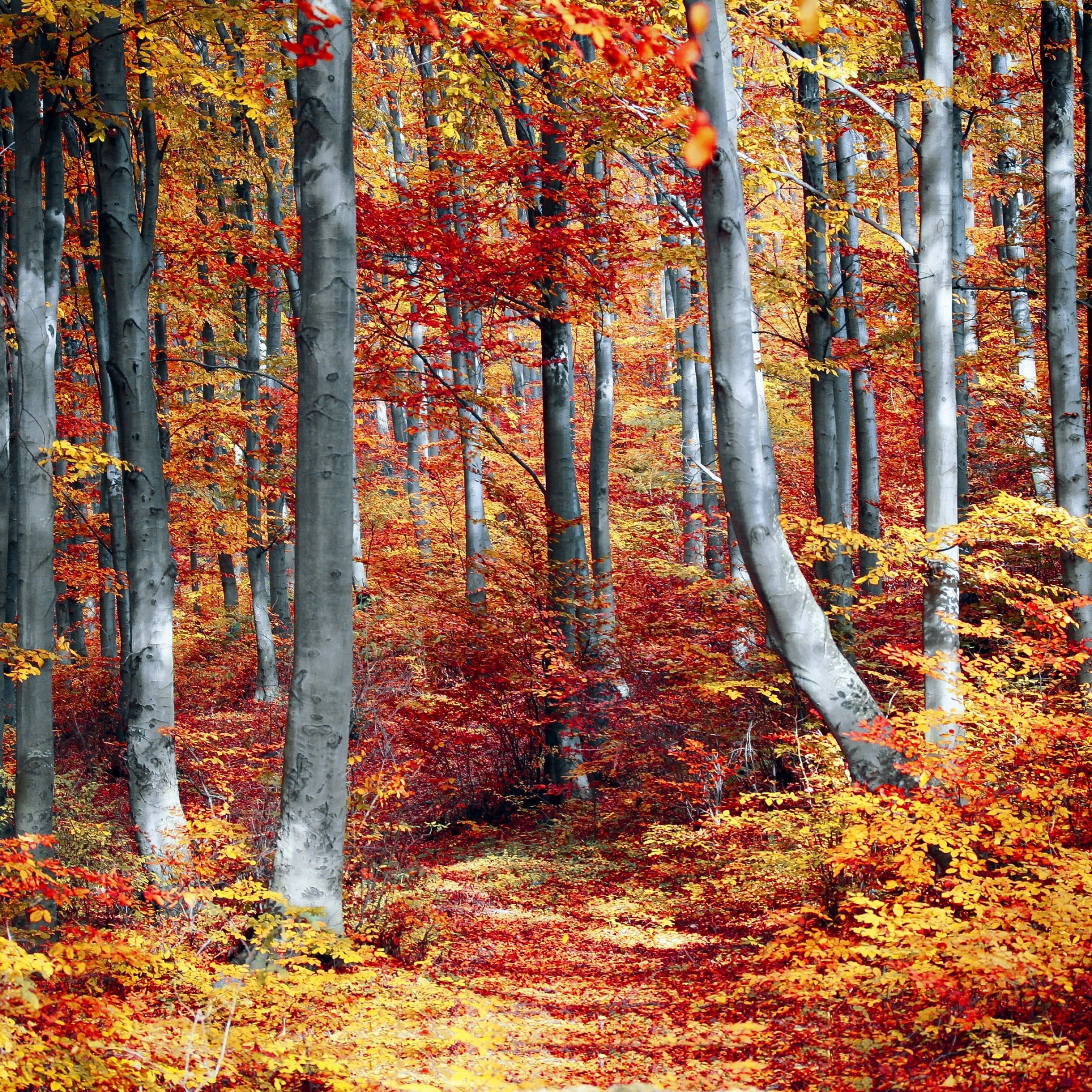 Autumn Forest Wallpaper 4K, Woods, Trees, Fall, Seasons