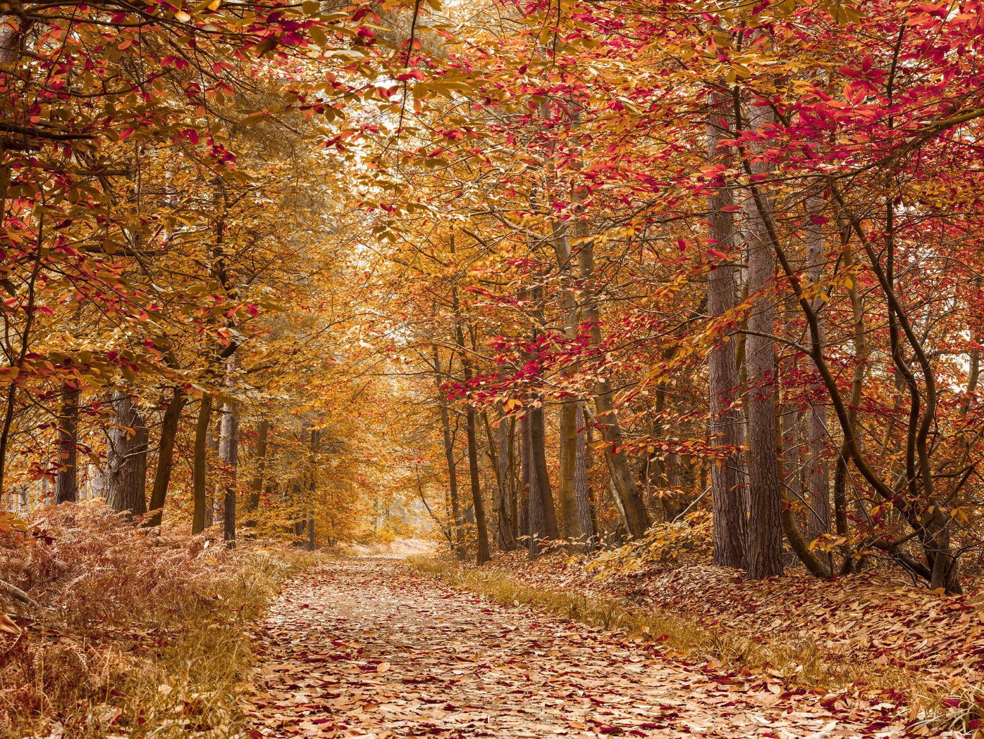 Photo wallpaper through Autumn forest