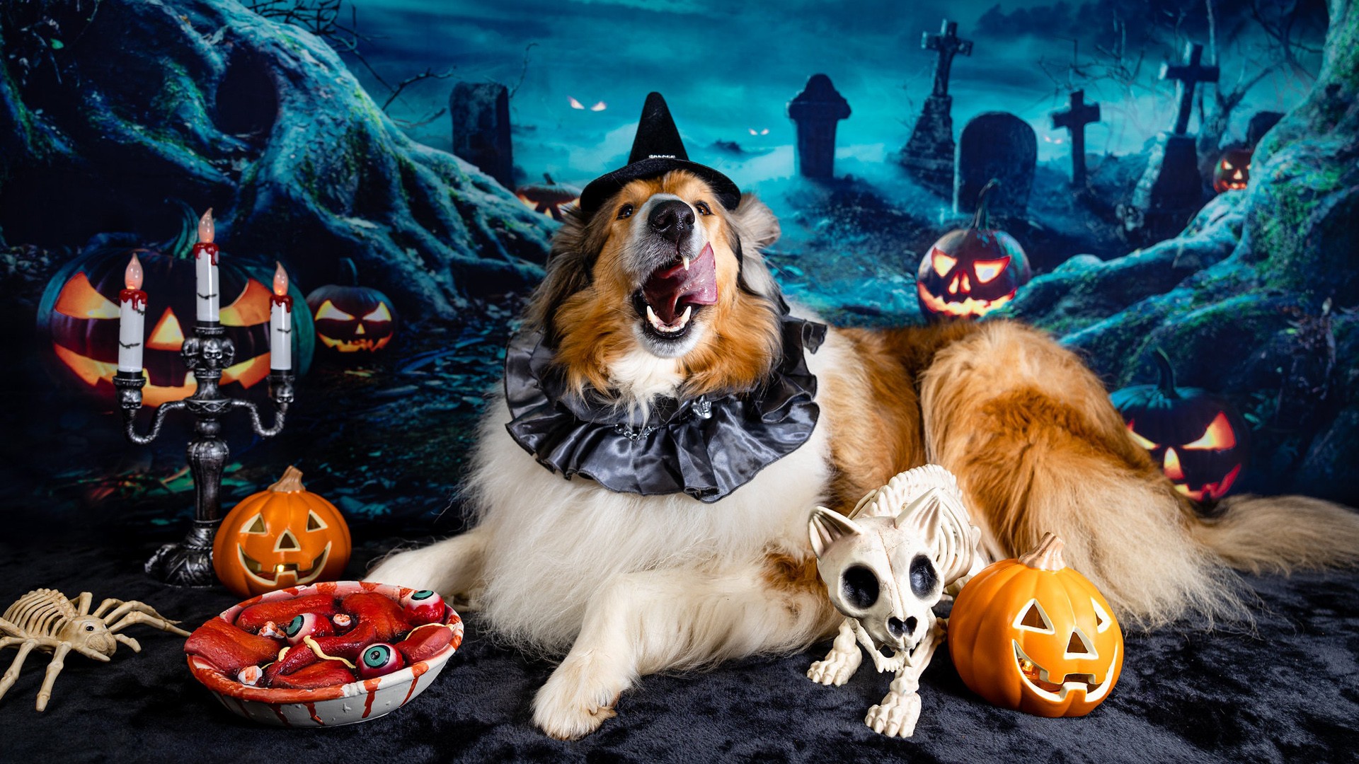 Halloween Jack O Lantern Pumpkins Dog Graveyard HD Cute Halloween Wallpaper