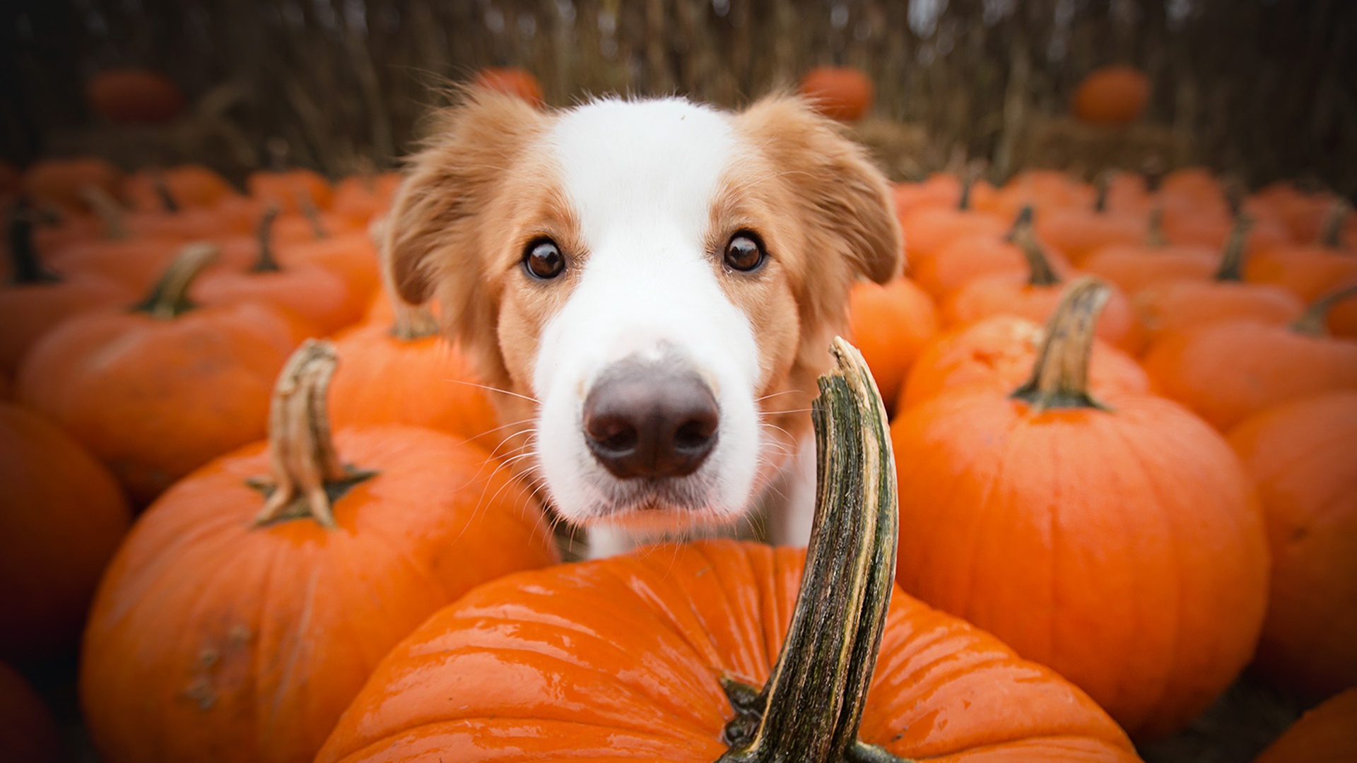Wallpaper each, dog, pumpkin for mobile and desktop, section собаки, resolution 1920x1080