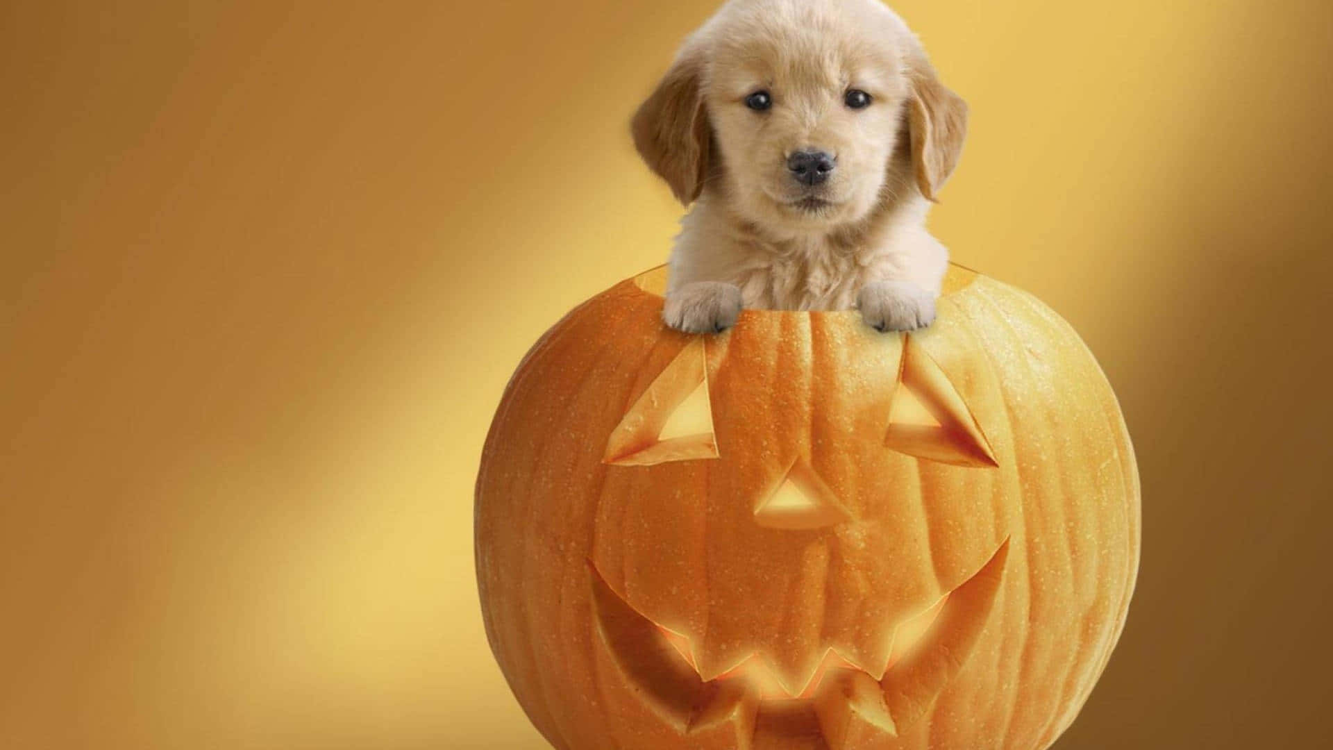 Download a small dog is sitting in a pumpkin