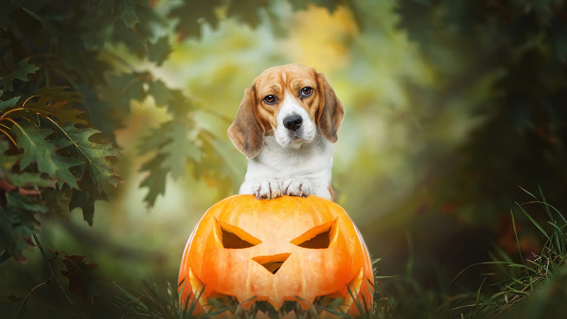 Wallpaper Dog and pumpkin lantern, Halloween 1920x1440 Picture, Image
