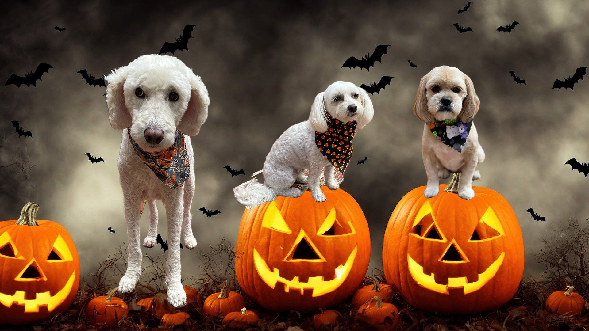 Halloween Dog Wallpaper, HD Halloween Dog Background on WallpaperBat