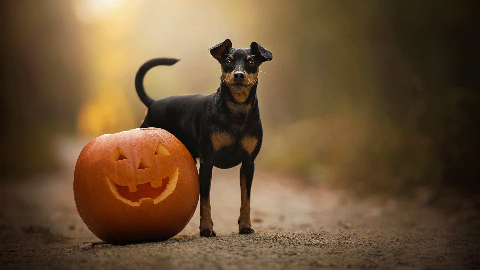 Wallpaper Dog and pumpkin, Halloween 1920x1200 Picture, Image