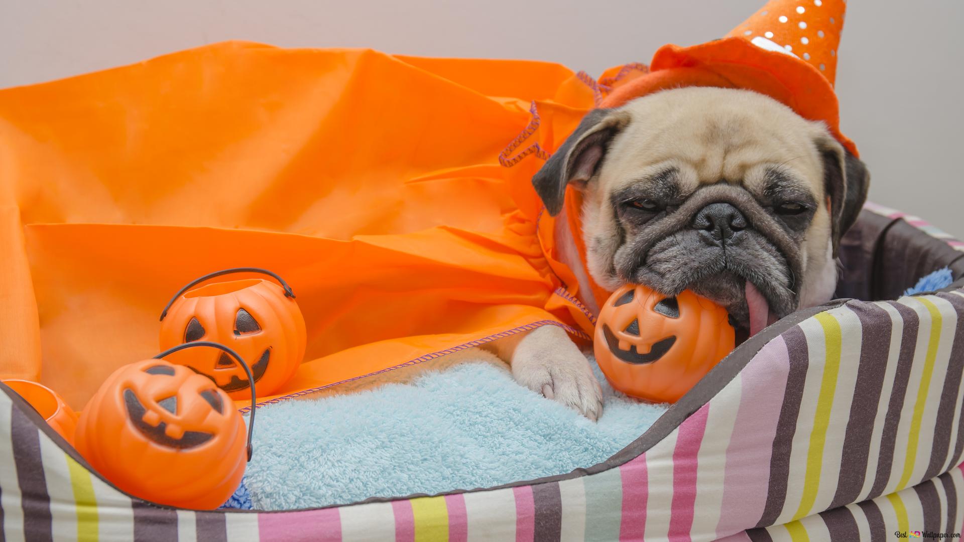 Wizard Dog costume on Halloween 4K wallpaper download