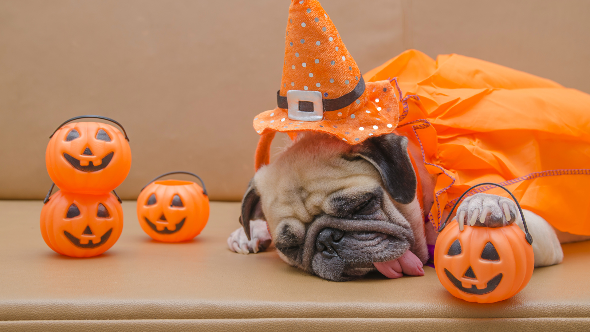 Photo Pug dog Hat Sleep Tongue Pumpkin Halloween animal 1920x1080