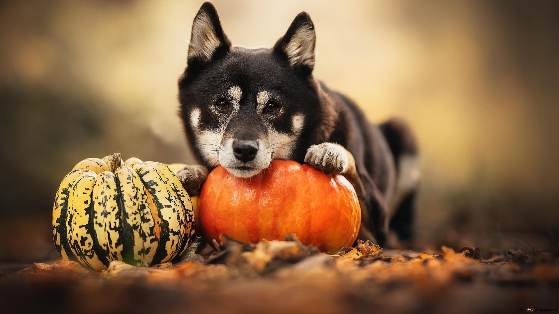 Cute black pet dog ang pumpkin ready for Halloween 2K wallpaper download