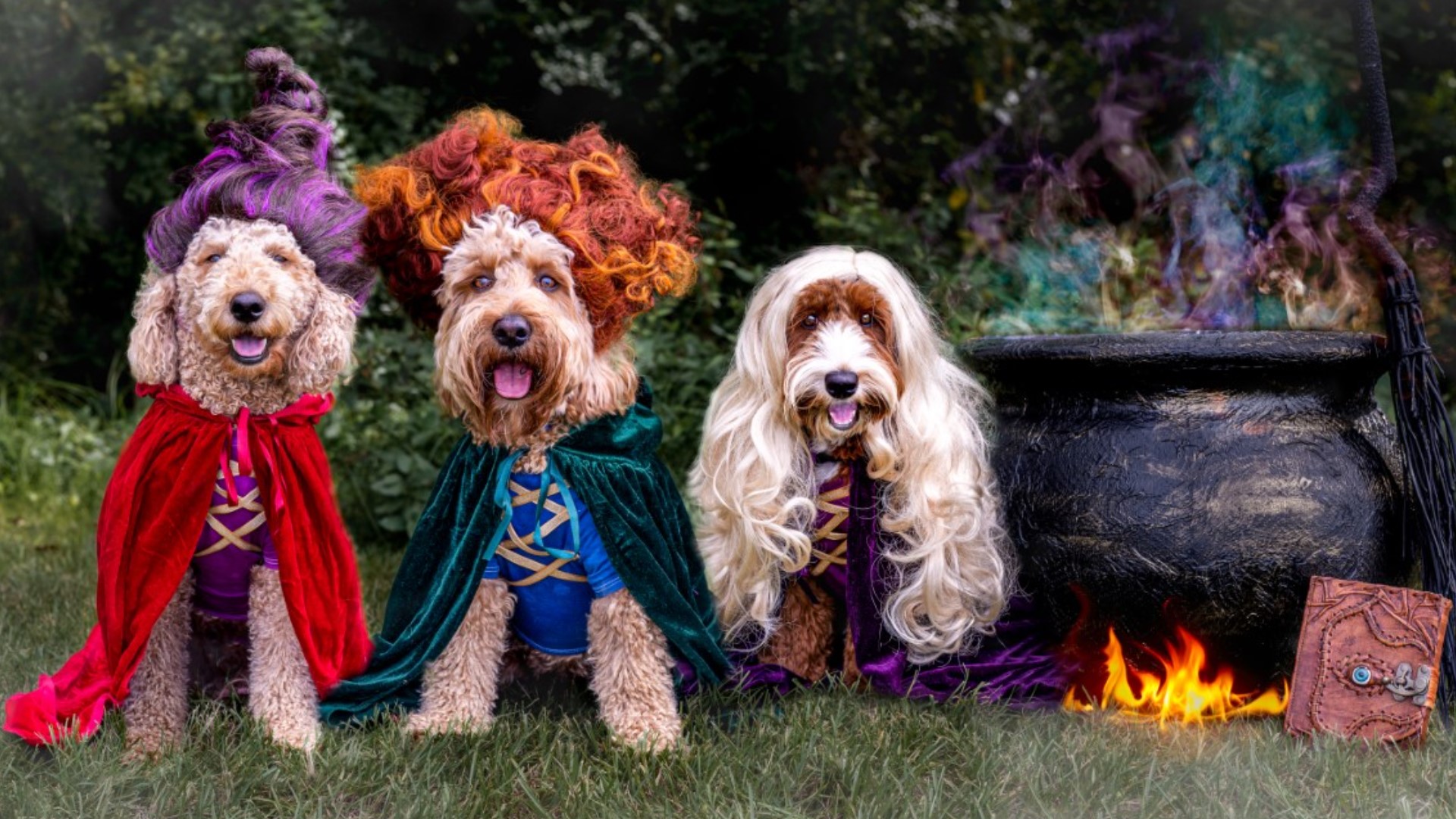 Charlotte mom and her dogs go viral on Instagram