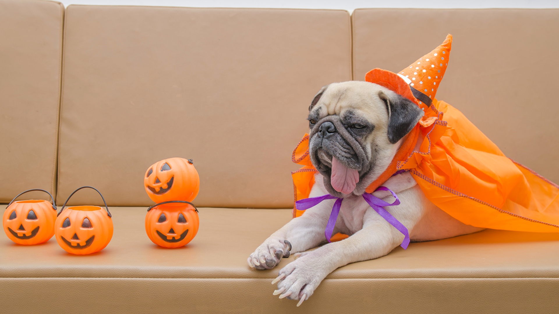 Picture Pug dog Hat Tongue Pumpkin Halloween animal 1920x1080