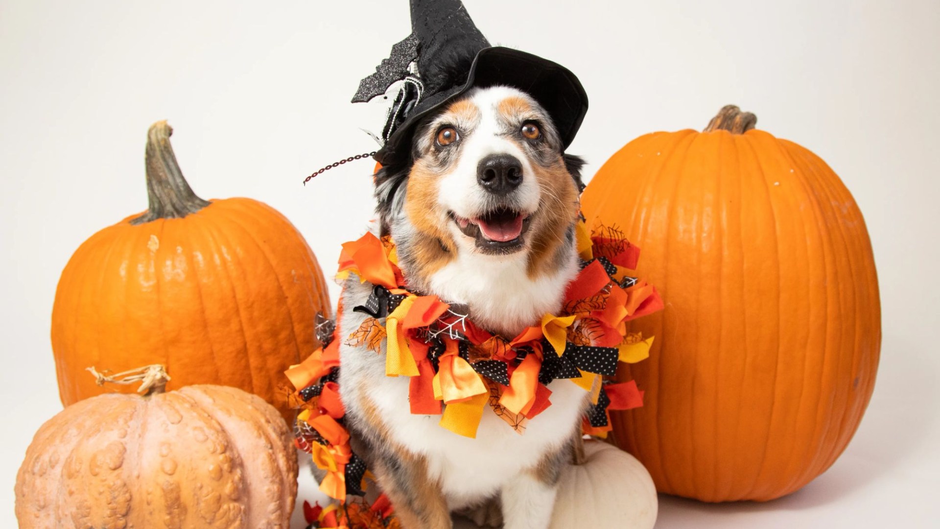Pet expert warns against the 'healthy Halloween treat' can prove deadly to dogs. The US Sun