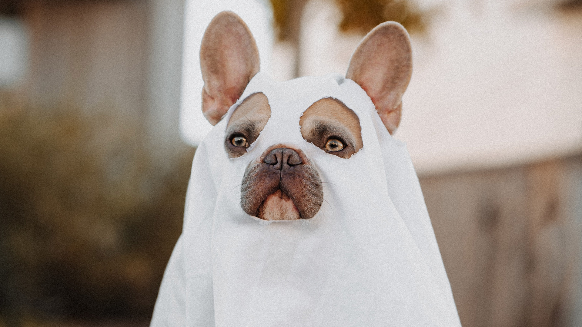 Tips for Picking the Best Halloween Costume for Your Dog