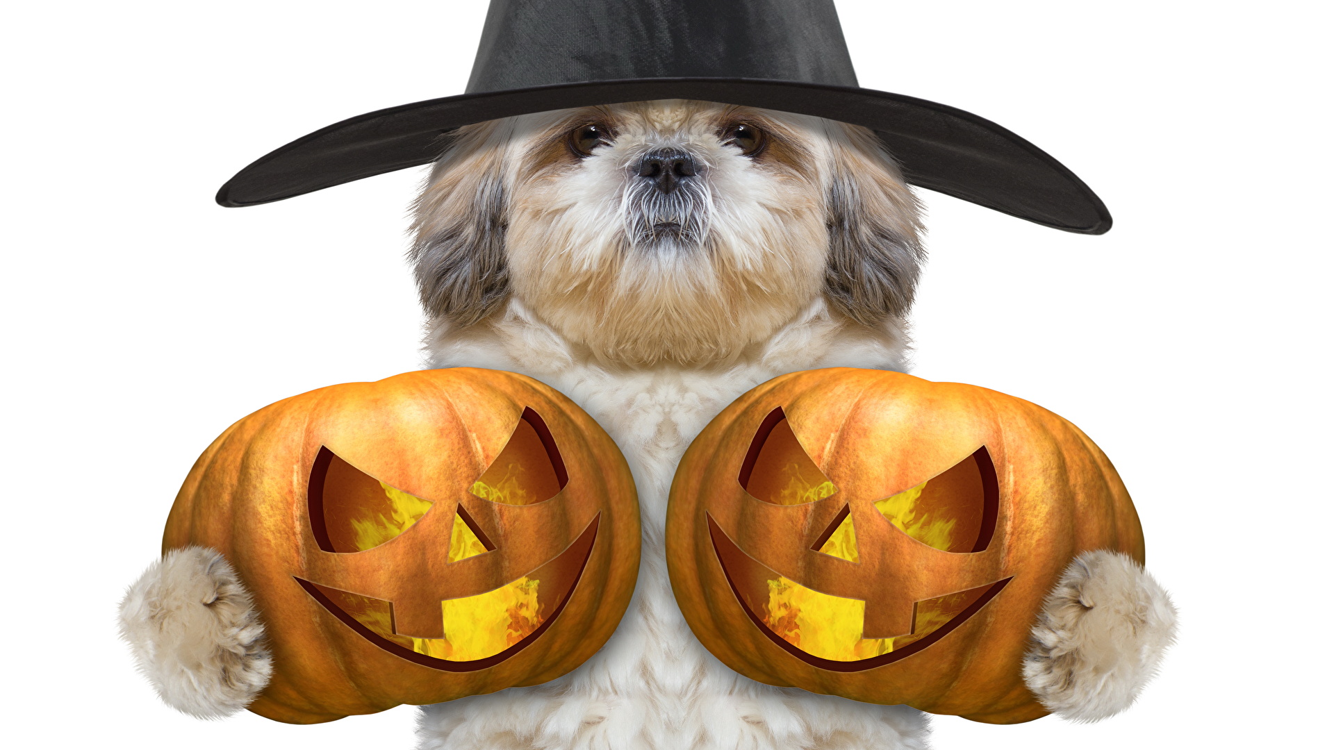 Photos dog Hat Pumpkin Halloween Holidays White background 1920x1080