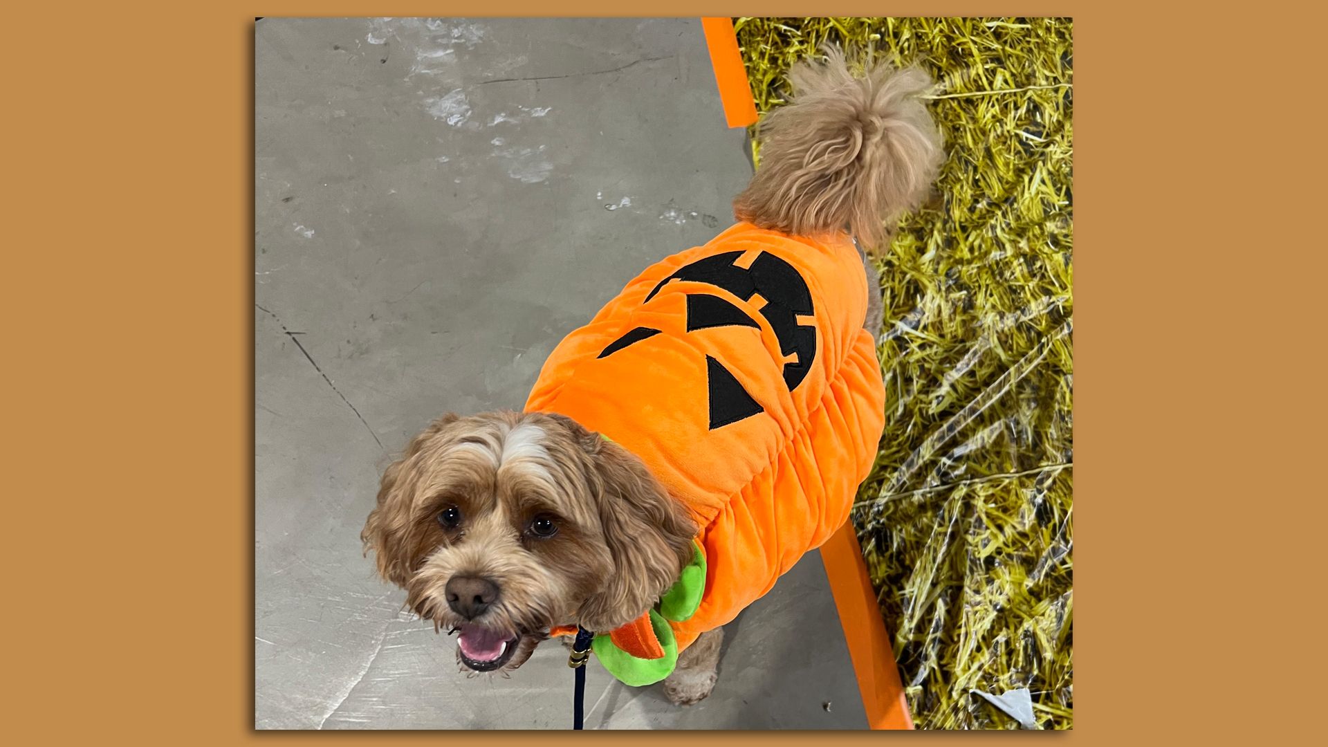 Best dog Halloween costumes from Axios Seattle readers