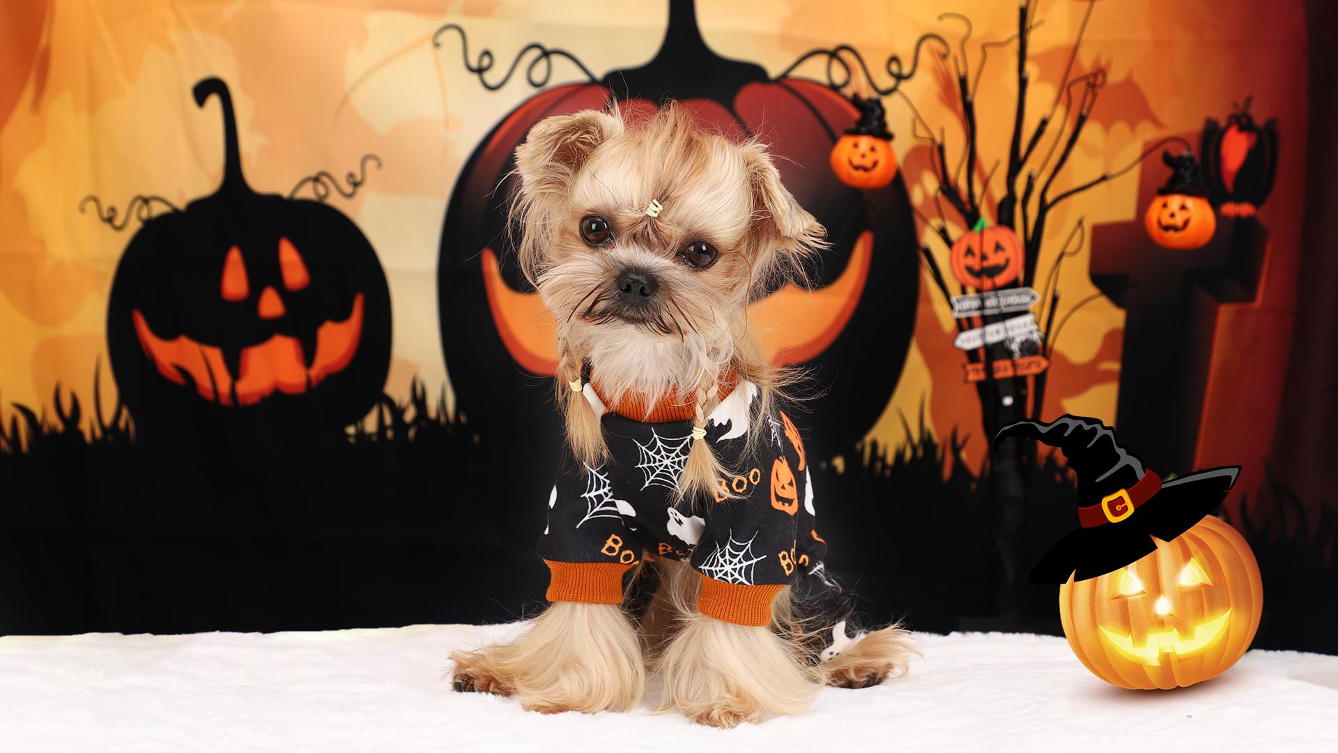 Amazon.com, Halloween Pajamas for Small Dogs, Velvet Chihuahua Yorkie Dog Outfits Sweater Skeleton Dog Pjs Pet Puppy Doggy Outfits Jumpsuits, Ghost Spider Web Pumpkin Apparel Black XS, Pet Supplies