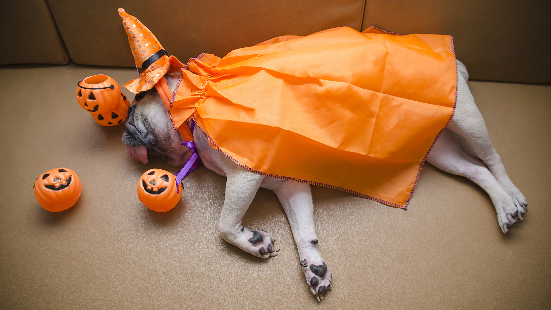 image Pug Dogs Hat Pumpkin sleeping Halloween animal 1920x1080