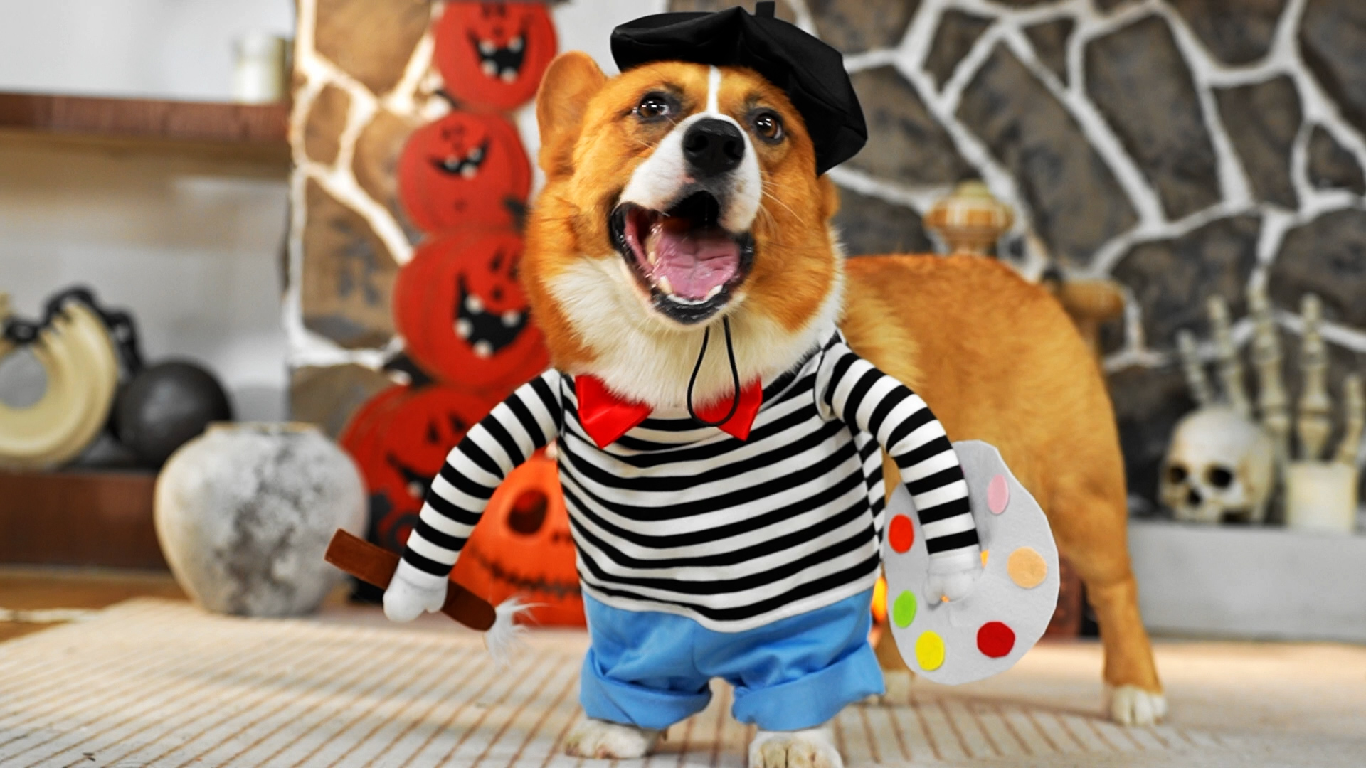 Amazon.com, Dansydaisy Halloween Dog Costume Funny French Artist Dog Costume With Hat Painter Pet Clothes T Shirt Jeans Beanie Beret Ties For Halloween Cosplay Brithday Party(S), Pet Supplies
