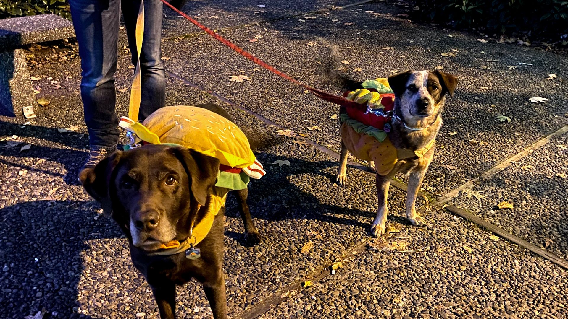 Best dog Halloween costumes from Axios Seattle readers