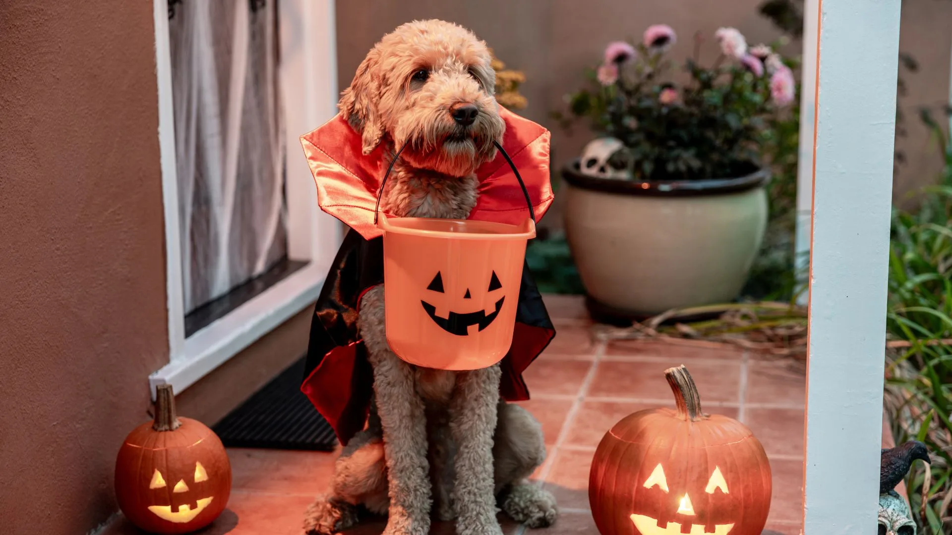 of the spookiest and cutest dog Halloween costumes Homes & Gardens Australia