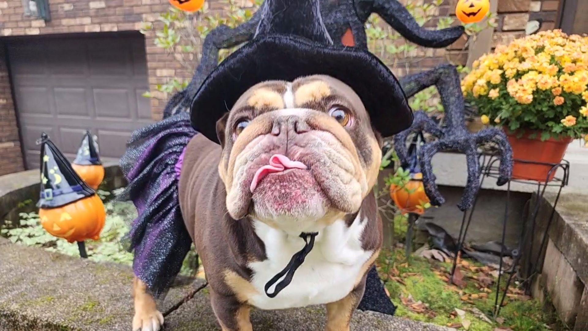 Halloween Pet Slideshow