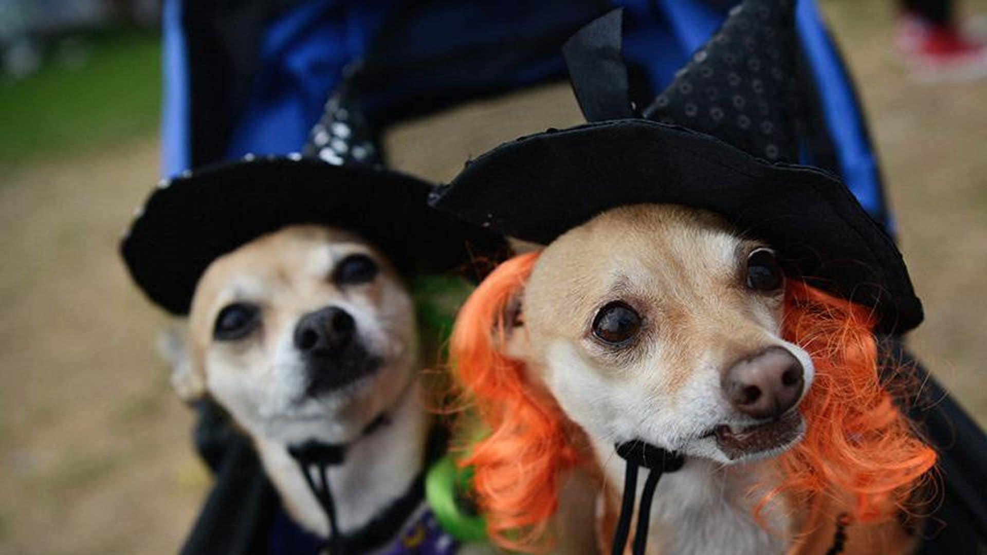 Halloween costumes for dogs are the best ideas!