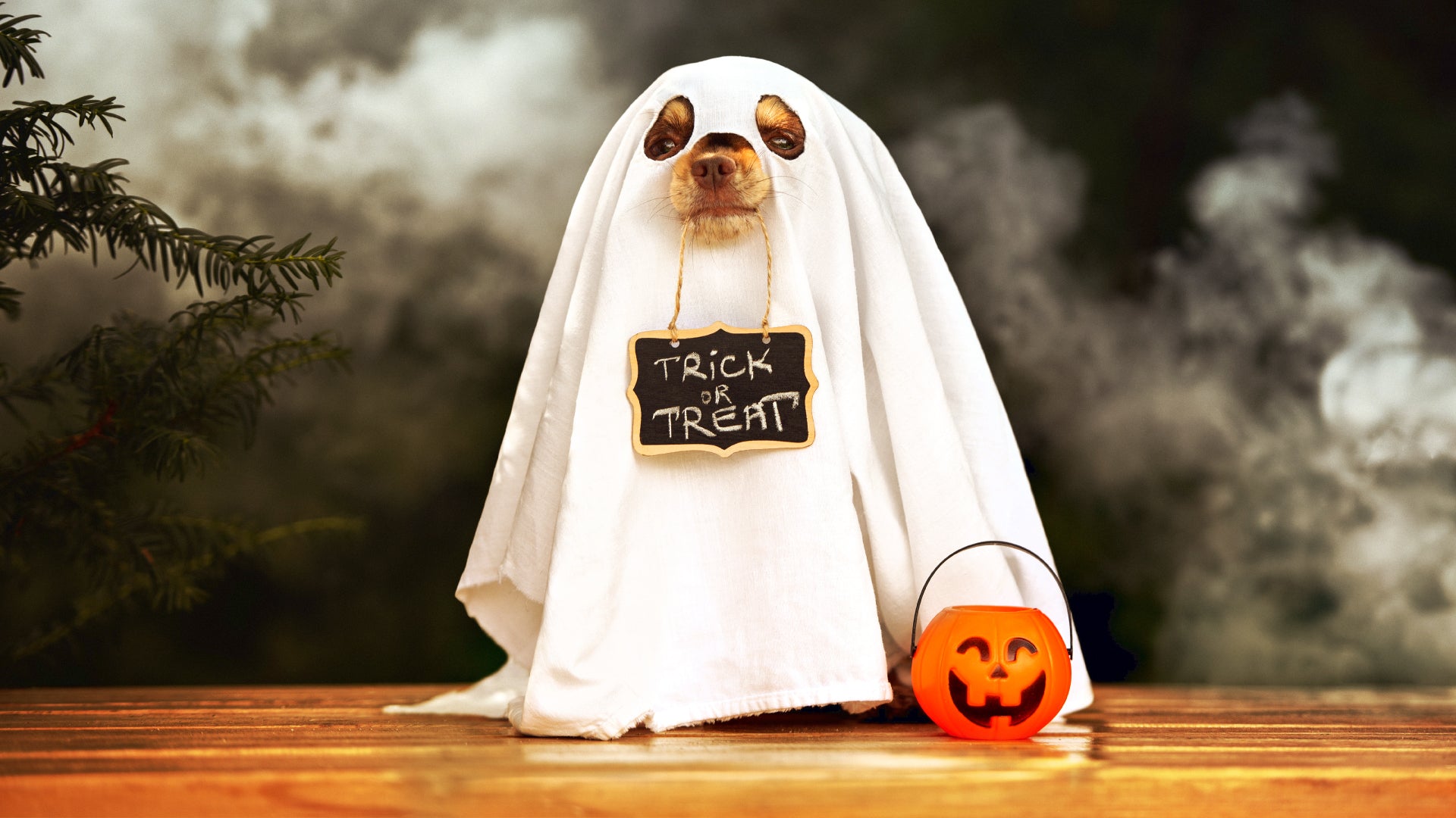Halloween Pet Safety Tips for Our Furry Friends