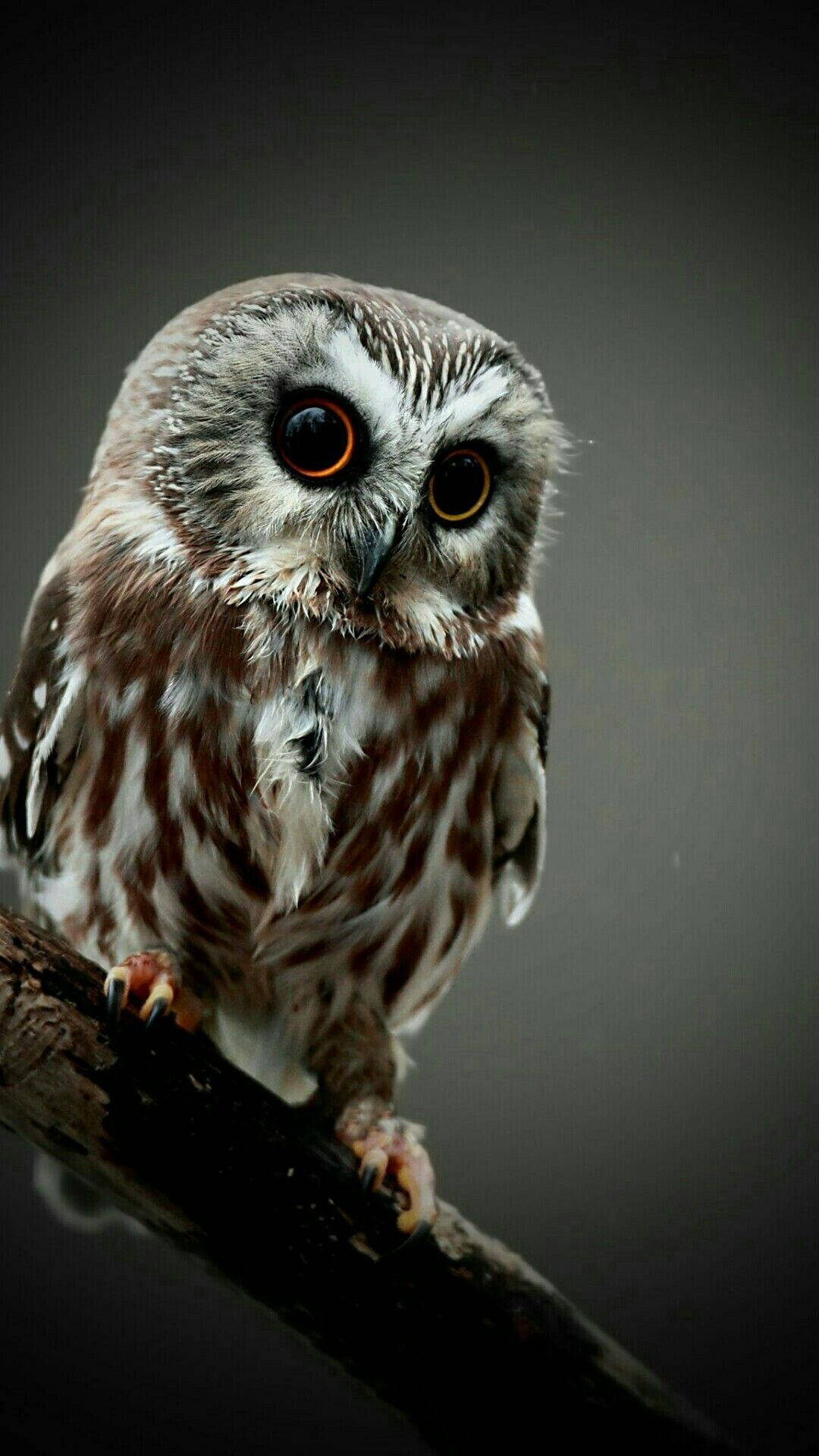Download Baby Owl On A Dark Background Wallpaper