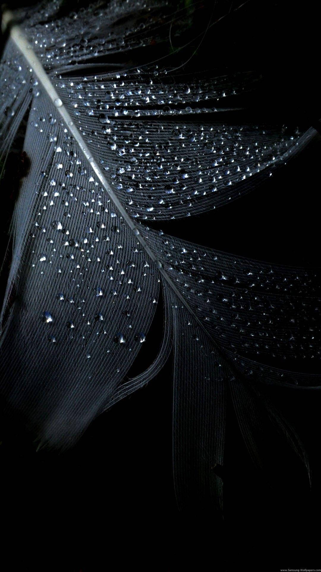 Download Black Feather With Droplets Dark Screen Wallpaper